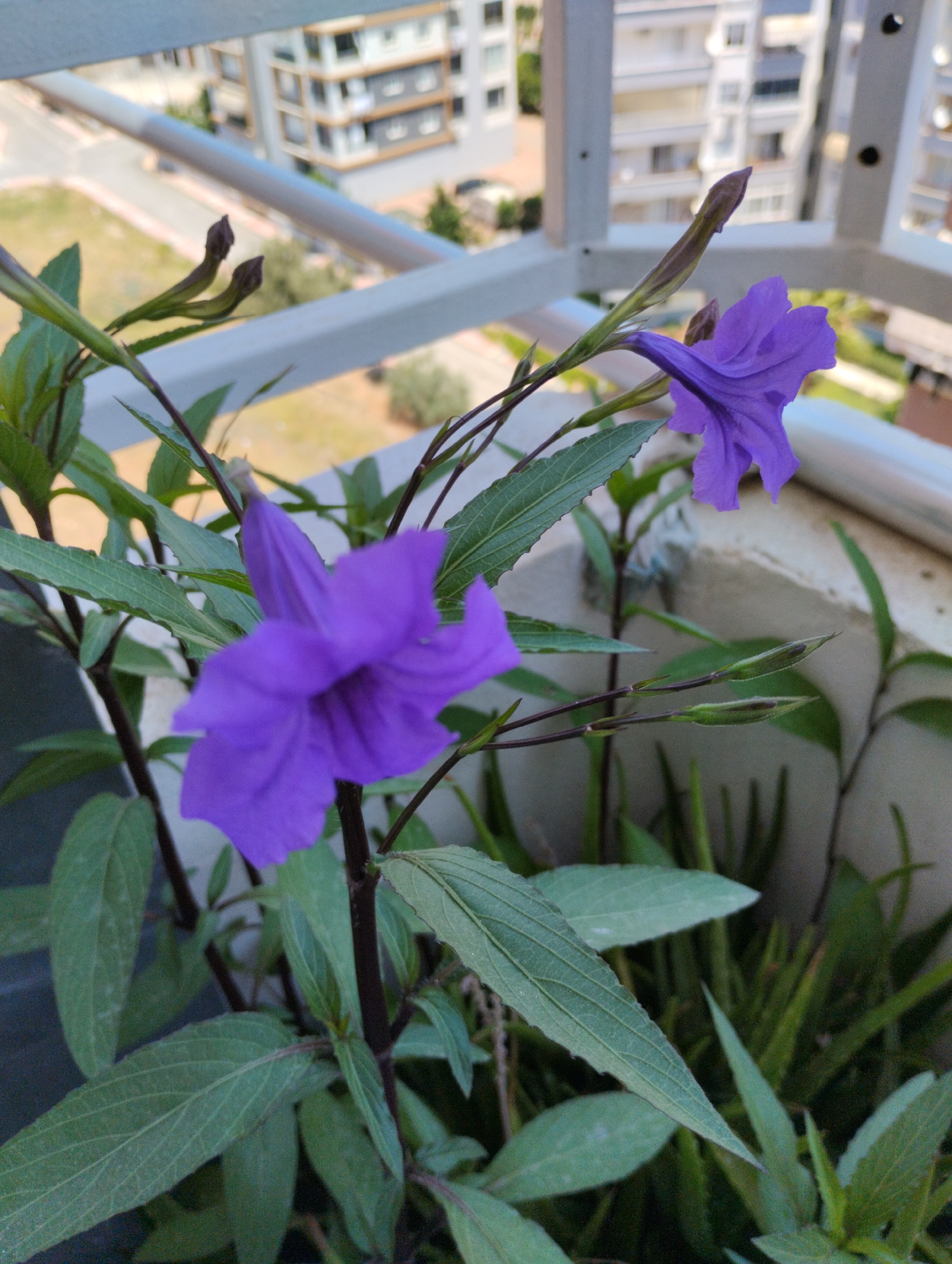 The image shows a close-up view of a flowering plant with vibrant purple trumpet-shaped flowers and green leaves. The plant is in a pot on a balcony, with a railing and buildings in the background. The buildings appear to be apartment complexes, with balconies and windows visible. The sky is overcast, suggesting a cloudy day. The scene is set in the city of Mezitli, Turkey, as indicated by the location. There are no people or animals present in the image. The overall impression is one of a peaceful urban garden scene.