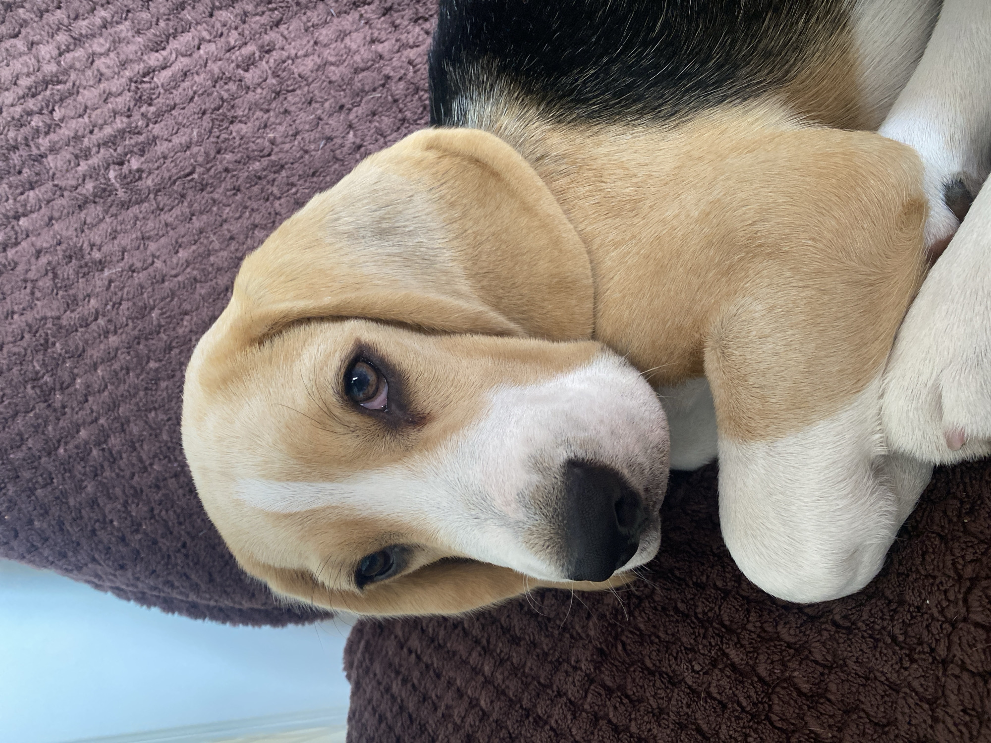 A close-up, eye-level, full-frame shot features a young beagle resting on a textured, brown cushioned surface, possibly a sofa or chair, against a blurred light blue background, likely a wall. The dog's head is turned slightly to its left, with its eyes focused forward. Its fur displays the classic beagle tri-color pattern: white on the muzzle and forehead stripe, tan on the ears and head, and black on the back, with white paws. One paw is crossed over the other in front of its chest. The lighting is natural and soft, highlighting the dog's features. The image does not contain any information that allows for the determination of its location in the city of Perm, Russia.