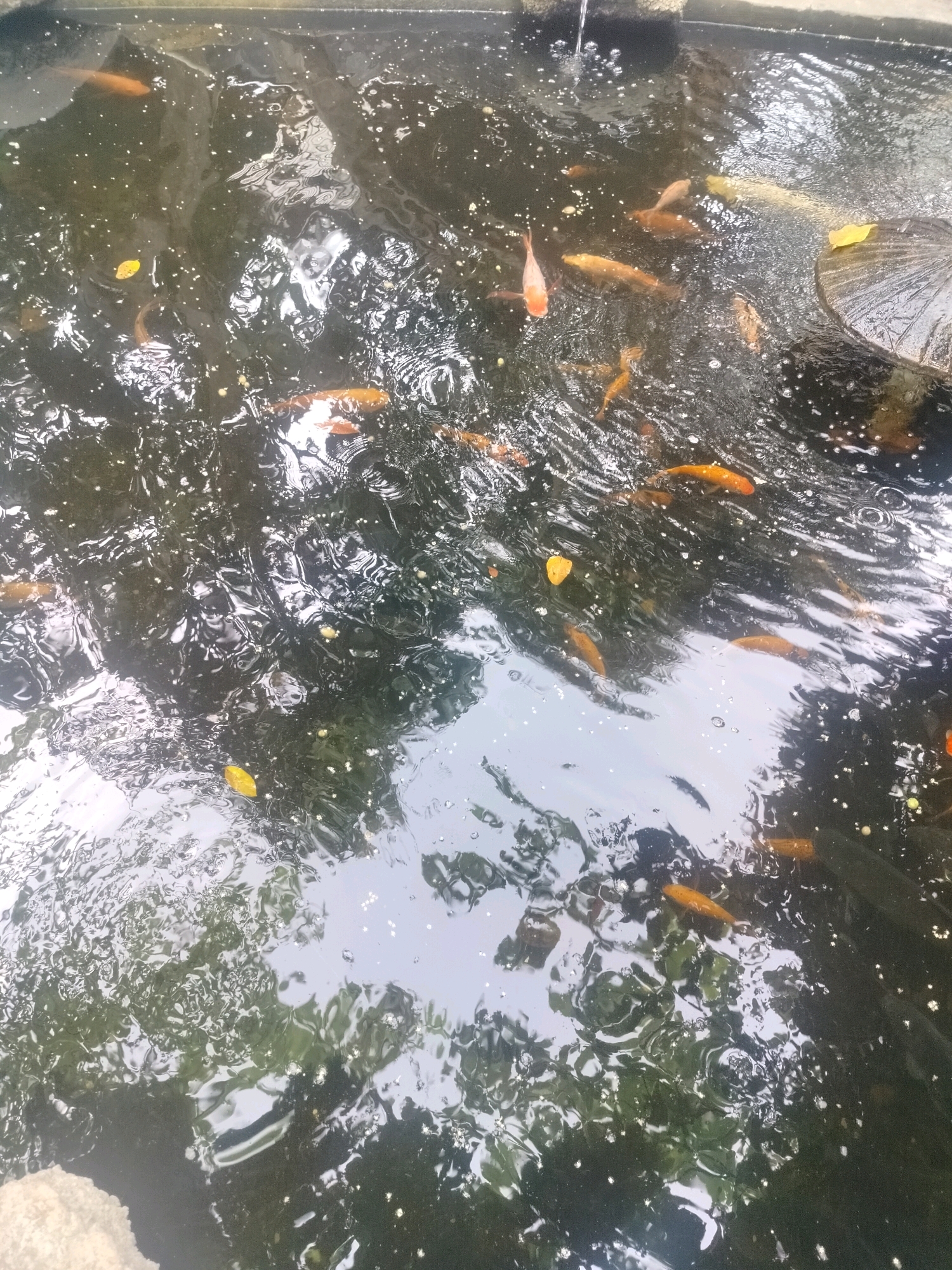 The image shows a pond with several koi fish swimming in it. The water is dark and murky, with reflections of trees and the sky on its surface. There are also some fallen leaves scattered on the surface of the water. In the upper right corner of the image, a large, flat, dark object, possibly a decorative stone or a lily pad, is partially submerged in the water. A small stream of water is visible entering the pond from the top left corner. The overall scene is one of a natural pond environment. The location is specified as Sukadami, Indonesia.