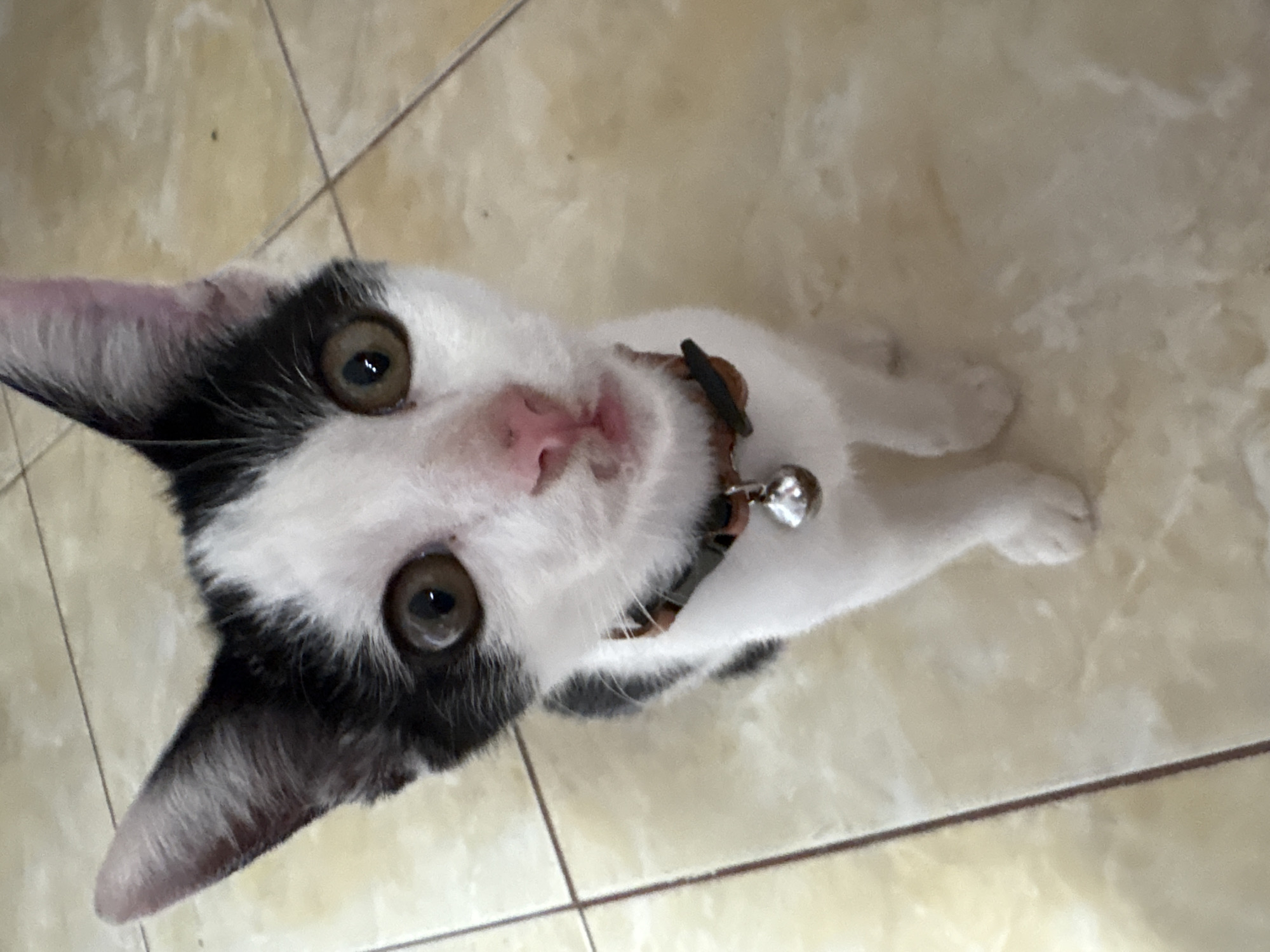 A close-up, high-angle shot captures a white cat with black markings in Gadingrejo, Indonesia. The cat, which is wearing a collar with a bell, lies on a light-colored tiled floor. The cat's pink nose is prominent in the center of the frame, with its brown eyes gazing directly at the viewer. The tile pattern is visible in the background, offering spatial context within an interior setting.