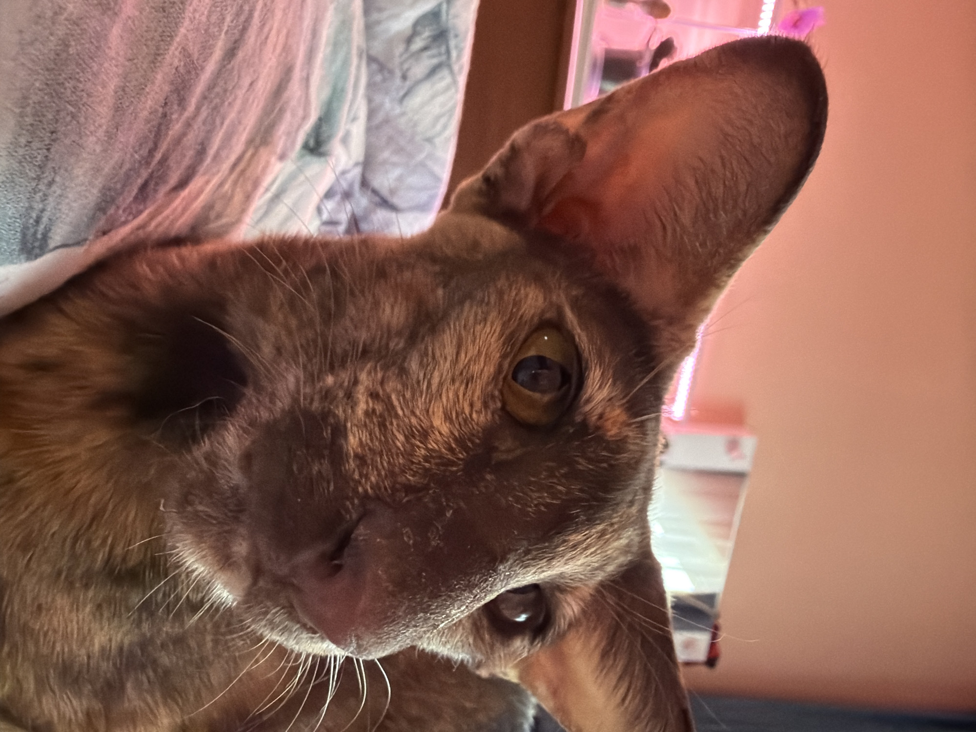 This close-up, diagonal shot features a brown cat, likely an Oriental Shorthair breed, with large ears and prominent green-yellow eyes. The cat's head is tilted to the right, and its gaze is directed directly at the viewer, conveying a sense of curiosity and attentiveness. Its fur is a warm, rich brown color, with lighter tones around the muzzle and chin, and long white whiskers protruding from its snout.
The cat is positioned against a soft, light-colored fabric, possibly a blanket or bedspread, visible in the upper left quadrant of the image. The background consists of a plain, light peachy-pink wall, suggesting an indoor setting, likely a home. A source of pink and purple artificial light is visible in the upper right background, creating a vibrant glow behind the cat's ear and around a blurred object that could be part of a shelf or piece of furniture. The overall lighting is artificial and warm, casting subtle shadows on the cat's face. The scene implies an indoor evening or a controlled lighting environment. No specific time of day or weather can be inferred. There is no visible text in the image. This scene takes place in Chaikovsky, Russia.