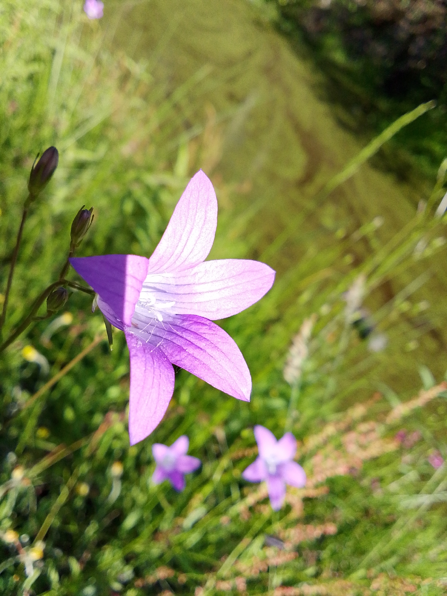 A brightly lit, five-petaled, light lavender to purple bellflower (Campanula sp.) is in sharp focus, positioned slightly right of center. The flower exhibits prominent parallel venation on its petals, and its open corolla reveals a cluster of white pistils and stamens at its center. A distinct, sharp diagonal shadow bisects the upper left portion of the main flower, rendering that section a deeper purple while the illuminated parts appear lighter. To the immediate left of the main flower, two dark, unopened flower buds are visible on a slender green stem. The background is a soft, out-of-focus expanse of green foliage, consistent with tall grasses and other meadow vegetation. In the lower right quadrant of the image, two additional smaller, out-of-focus light purple flowers of a similar morphology are present. The lighting is strong and natural, indicative of direct sunlight. No people or man-made objects are discernible. The specific location depicted, Snopok Novyi, Russia, cannot be forensically confirmed from the visual information provided, as the scene exclusively features natural flora and lacks any distinguishing geographical or urban markers.