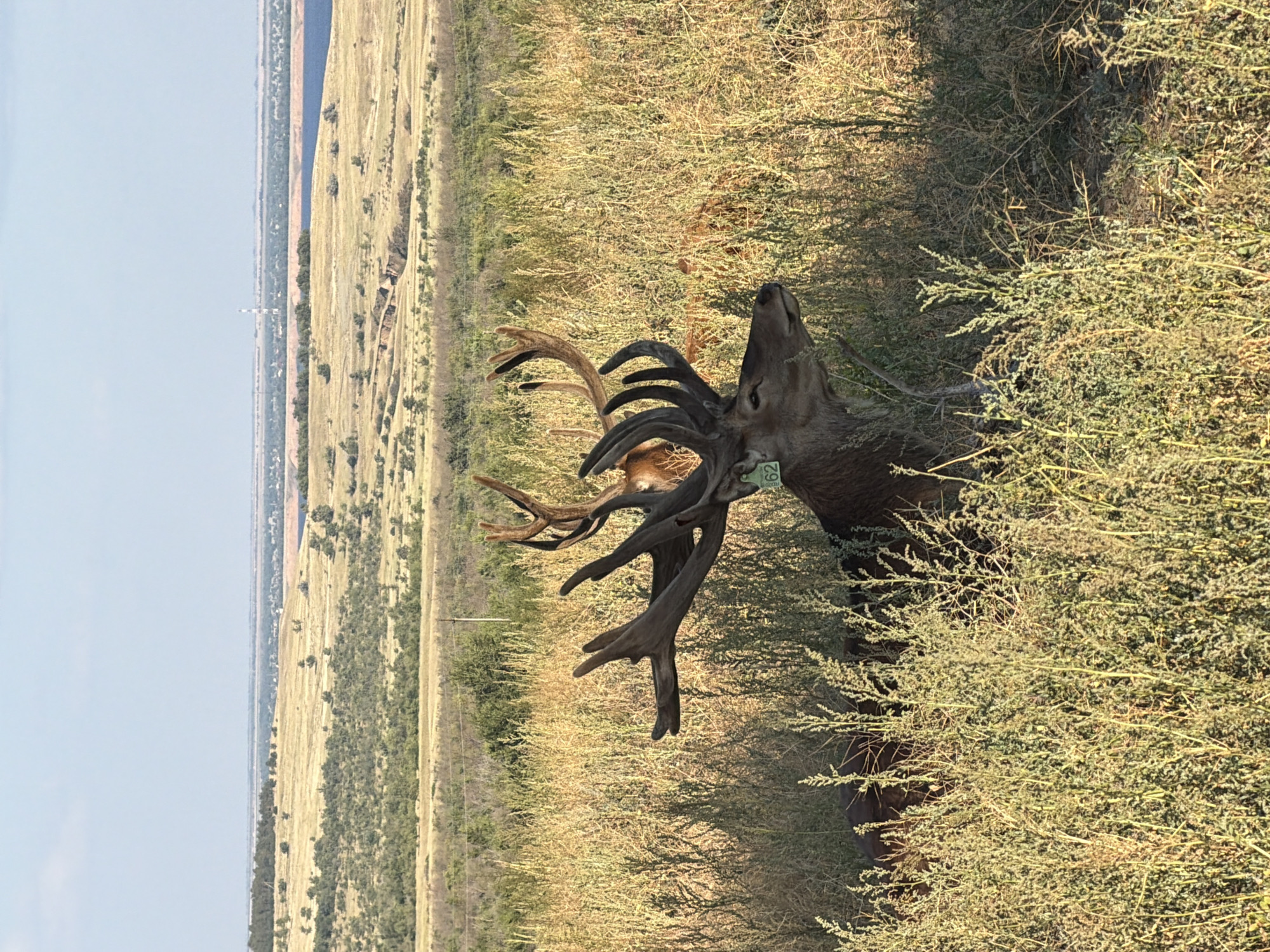 The image depicts a mature male red deer with an impressive rack of antlers, partially obscured by tall, dry grasses. The deer is facing to the right of the frame, with its head and upper body visible. A green tag with the number "62" is attached to its left ear. The deer is situated in a field with sparse vegetation and trees in the background, suggesting a rural or natural environment. The landscape beyond the field is rolling hills with scattered trees and a distant body of water, possibly a reservoir or lake. The sky is clear and blue, indicating a sunny day. The background elements, such as the topography and the presence of a distant industrial structure (possibly a power line pylon or a water tower), are consistent with the environment found in the vicinity of Gornyi Balyklei, Russia.