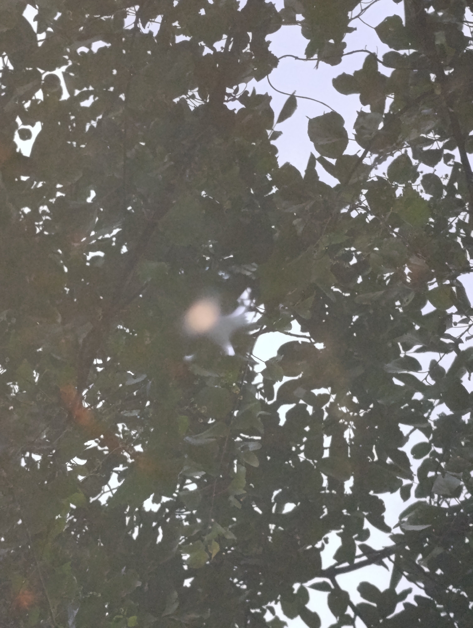The image shows a close-up view of dense foliage, likely from a tree, against a bright sky. The leaves are dark green and form a textured canopy, with gaps allowing the sky to show through. In the center of the image, a blurred, luminous object is visible, appearing to be a lens flare or a light source reflecting off something within the leaves. The overall impression is of looking up through branches and leaves on an overcast or bright day. No specific location in Fastiv, Ukraine, can be determined from this image alone, as it lacks any identifying landmarks or contextual information.