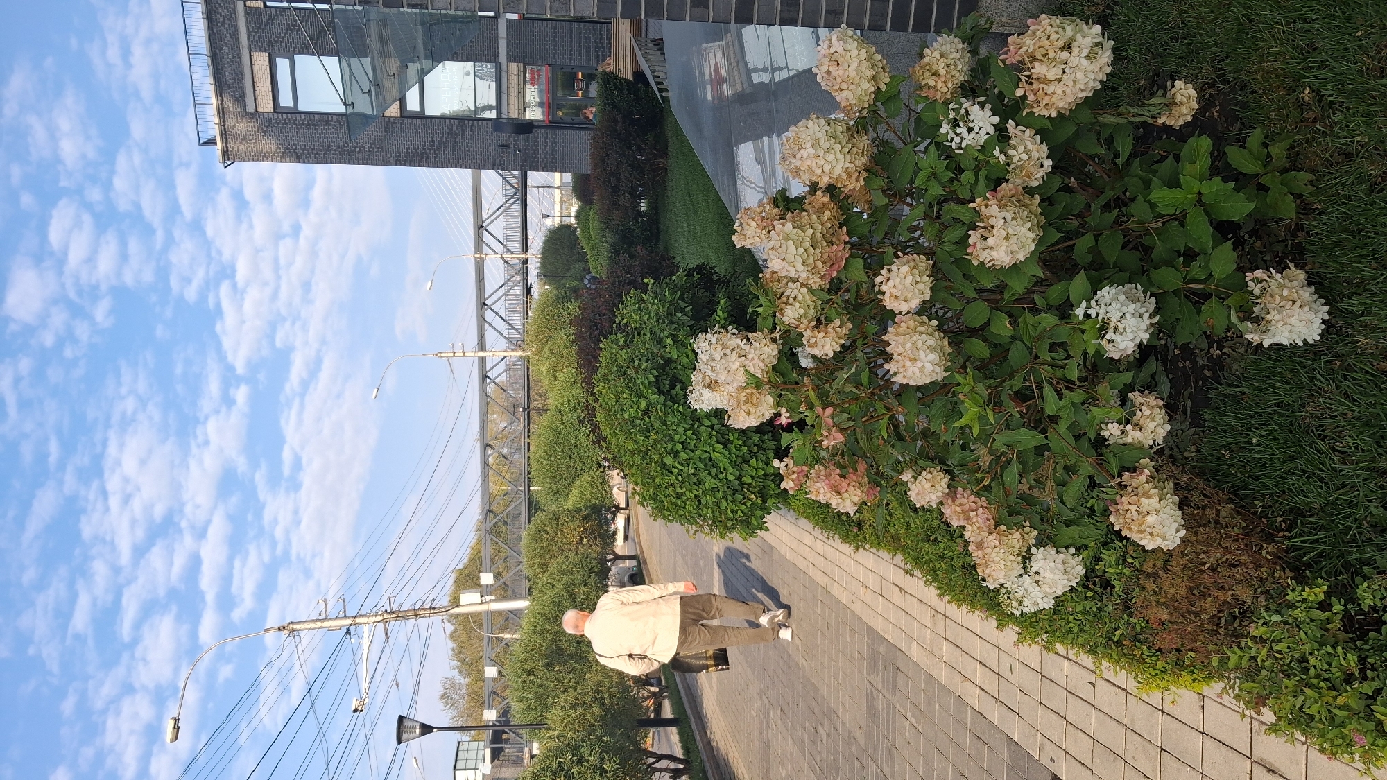 An elderly Caucasian man with white hair is walking away from the camera on a paved pathway lined with brick. He is wearing a light-colored jacket and grey pants, carrying a dark bag over his left shoulder. To his right, there is a well-maintained garden with various bushes and flowering plants, including hydrangeas. In the background, a modern brick building with large windows is visible. Beyond the building and trees, a pedestrian bridge spans across power lines and a street. The sky is blue with scattered white clouds. The overall scene suggests a public space in a city, likely an urban park or a residential area, given the combination of a building and green landscaping. The specific location of Novosibirsk, Russia, is not indicated by any visual cues in the image itself; this context is provided externally.