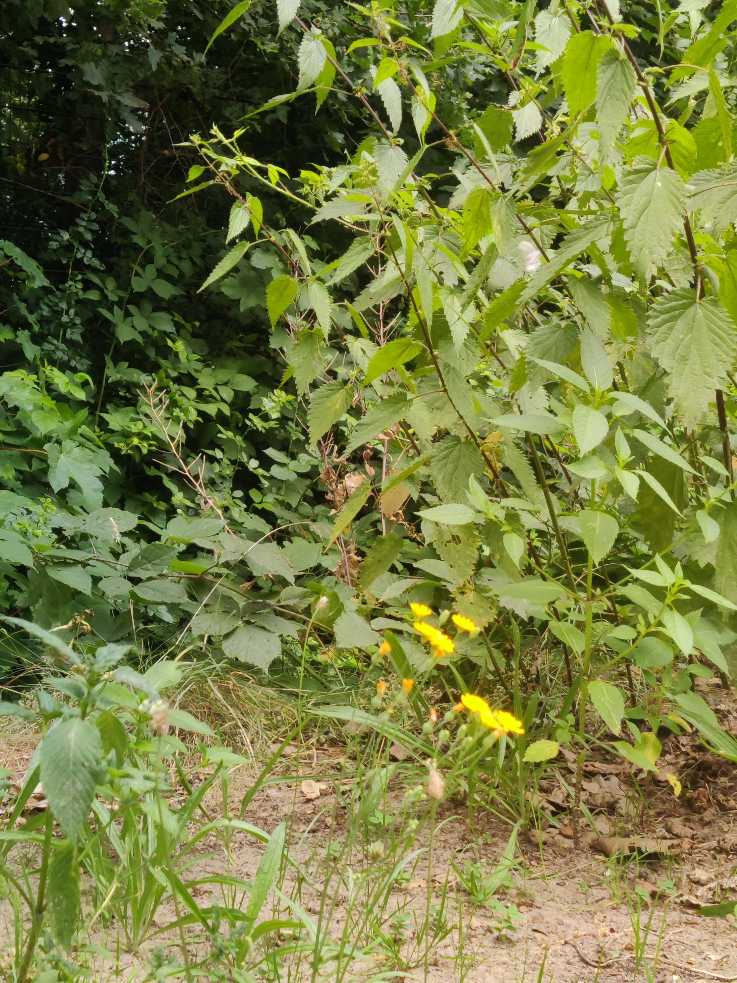 The image depicts a close-up, eye-level view of a dense, natural area characterized by abundant green foliage. The foreground features a patch of dry, sandy soil interspersed with blades of grass and small, leafy green plants. A few small yellow wildflowers are visible, adding a touch of color. The midground is dominated by a thicket of nettle-like plants with serrated green leaves and thin, reddish-brown stems. Behind these, a wall of dark green, leafy vegetation, possibly trees or larger bushes, forms a dense backdrop, obscuring any further details of the environment. The lighting suggests an overcast day or shaded area, with diffused light and no harsh shadows. The scene appears to be an uncultivated, wild area within the city of Winterswijk, Netherlands, possibly a park edge, a vacant lot, or a natural reserve. There are no people or animals visible in the image.