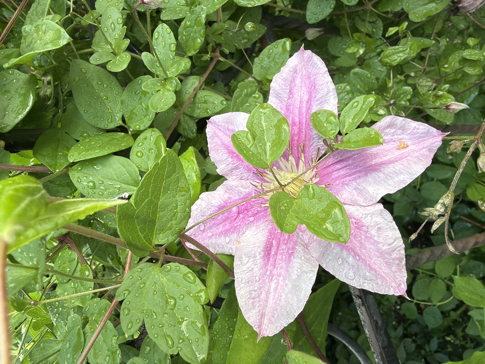 A close-up shot captures a blooming pink clematis flower, its petals delicately tinged with white and adorned with water droplets, suggesting recent rain. The flower is nestled amongst vibrant green foliage, also glistening with water. The scene is set outdoors, likely in a garden or park, given the presence of the clematis plant and its surrounding vegetation. The image does not contain any discernible elements that would suggest its location within the city of Sukhodol, Russia, or any other specific geographical area. There are no people or human activity depicted in the photograph. The focus is entirely on the natural beauty of the flower and its immediate environment.