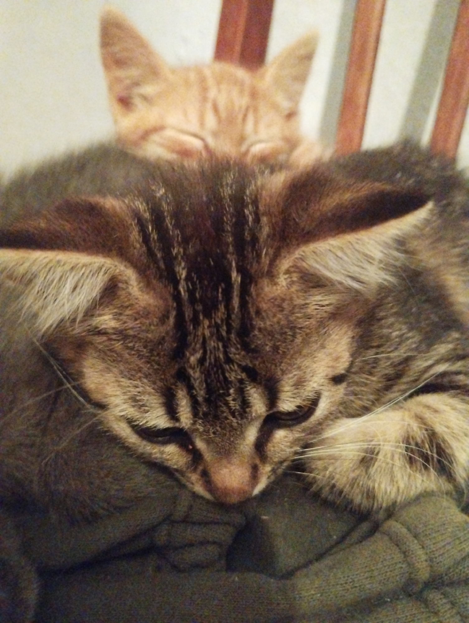 In a close-up shot, two cats are nestled together, the larger one in the foreground with tabby markings and the smaller orange tabby cat partially visible on its back, appearing to sleep. The cats are on a dark green, textured fabric, possibly a blanket or piece of clothing, which is draped over what appears to be part of a chair with wooden slats in the background. The lighting is dim, creating a soft focus and highlighting the fur of the cats. There are no identifiable landmarks or indications of the specific location within Voroshylivka, Ukraine.