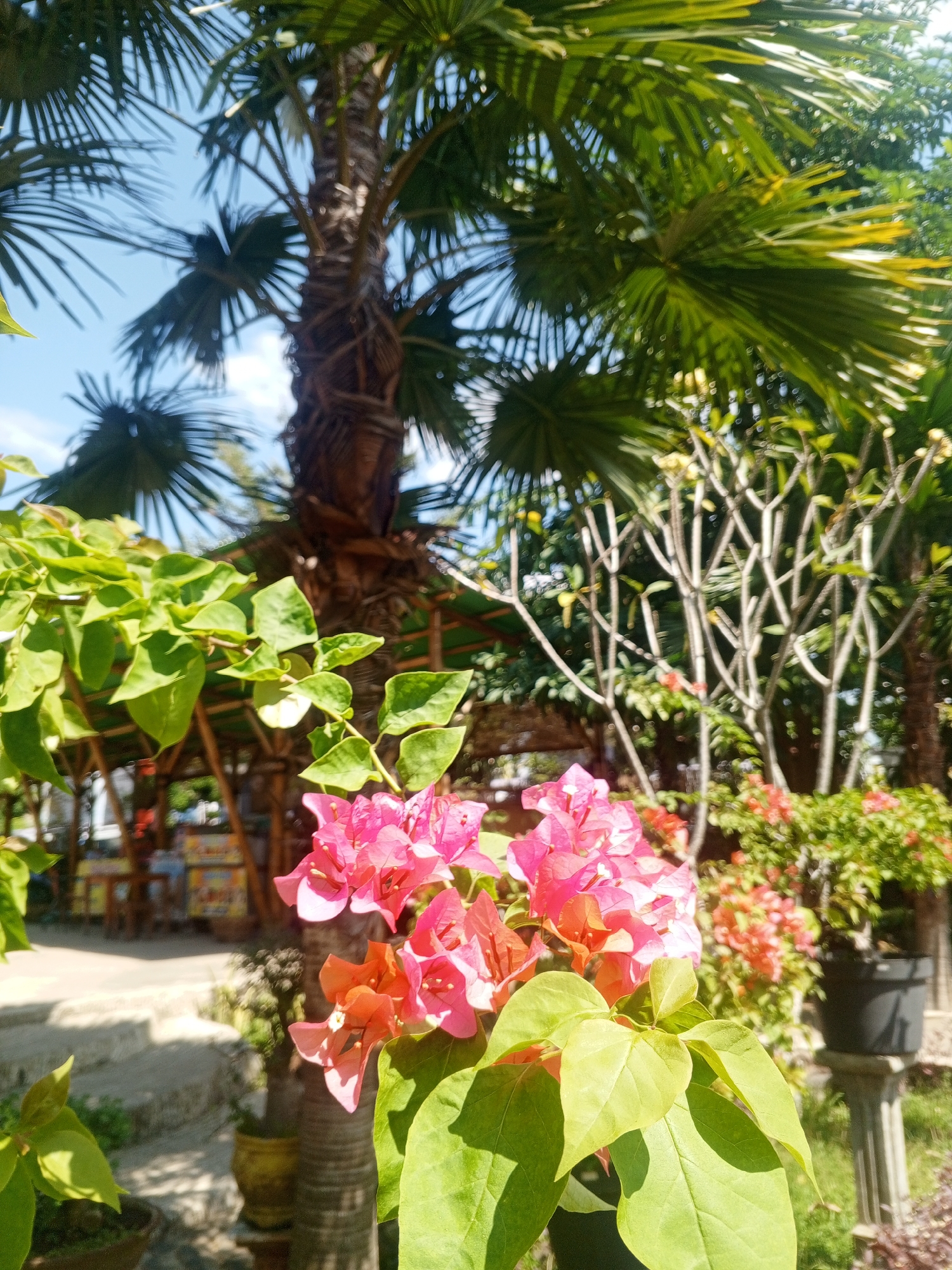 This image depicts a bright, sunny outdoor scene in Darsono, Indonesia. In the foreground, vibrant pink and orange bougainvillea flowers bloom on a plant with large green leaves. Behind the flowers, the textured trunk of a palm tree is visible, reaching up towards a clear blue sky. Lush green palm fronds fan out from the top of the tree, casting shadows.
Further in the background, a rustic bamboo structure with a thatched roof is present. The area appears to be a walkway or patio, with a concrete surface and some steps. Several other plants and trees, including bare branches of a frangipani tree and potted plants, populate the background, suggesting a garden or outdoor seating area. Sunlight illuminates the scene, creating dappled shadows on the ground. No people are visible in the frame.
