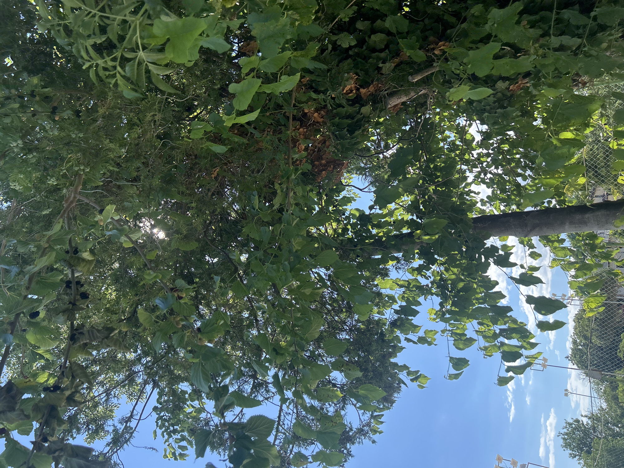 The image shows a close-up view of a tree with lush green leaves and branches, seen from below against a bright blue sky with scattered white clouds. Sunlight filters through the foliage, creating dappled light and highlighting some of the leaves and fruit. In the upper part of the image, several dark, elongated fruits are visible on the branches. The tree appears to be a mulberry tree. In the background, partially visible through the leaves, are some structures that suggest an urban or semi-urban environment. These include a chain-link fence and what appear to be stadium lights, suggesting a sports field or park. The overall impression is of a sunny day in a verdant area.
The location is identified as the Varna City Stadium in Varna, Bulgaria. Specifically, the image is captured in the vicinity of the stadium, likely within or adjacent to its grounds, given the presence of the stadium lights and fence which are characteristic of such facilities. The tree is situated in a location where it is visible from the stadium area or its immediate surroundings.