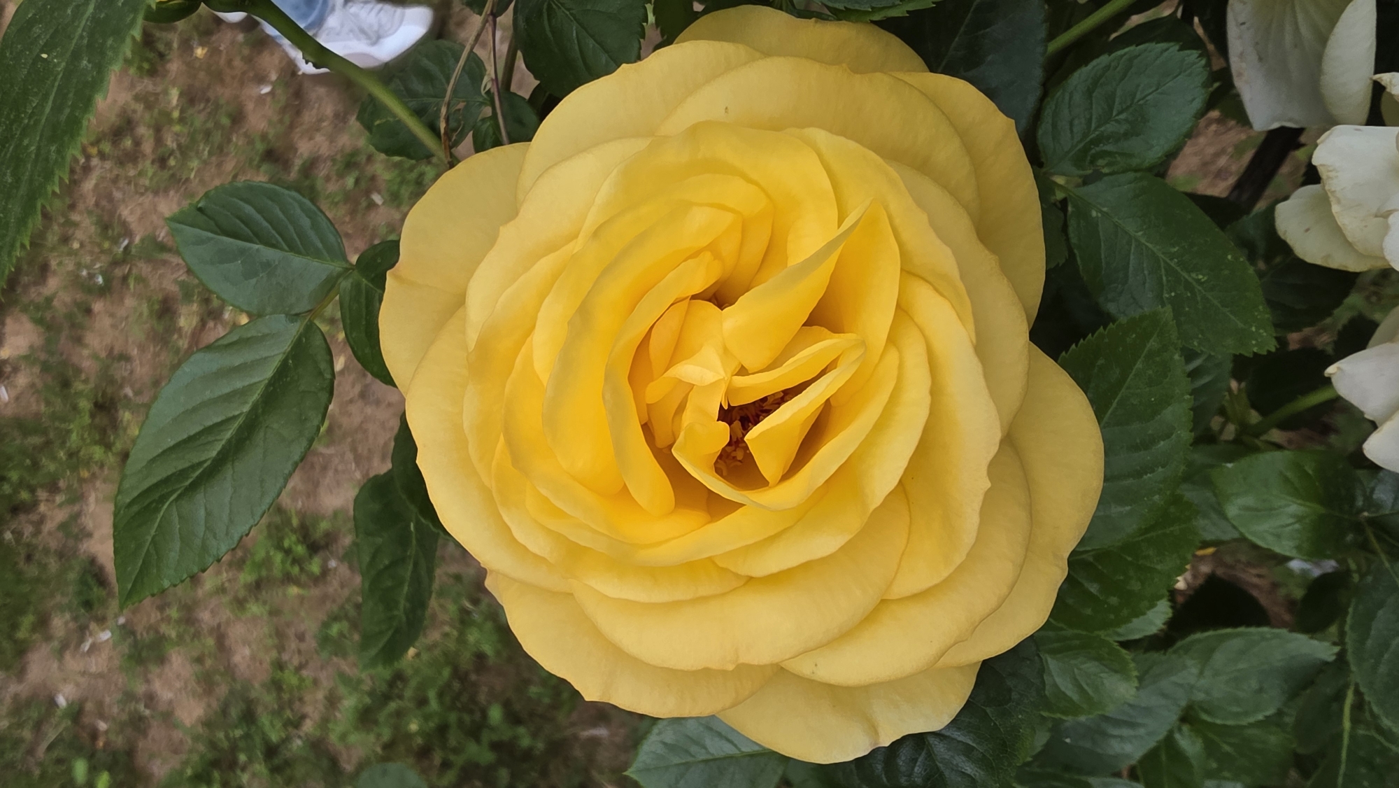 A vibrant yellow rose is the central subject of the image. The rose is in full bloom, revealing numerous layers of petals. The petals transition from bright yellow to a paler yellow hue. Dark green leaves surround the flower, some with serrated edges. The background shows light brown soil mixed with sparse green vegetation. There is a small portion of what looks like the bottom of a person’s shoe. The image appears to be taken in a natural setting, likely a garden or park, with the flower being the focus. The location is Blagoevgrad, Bulgaria.