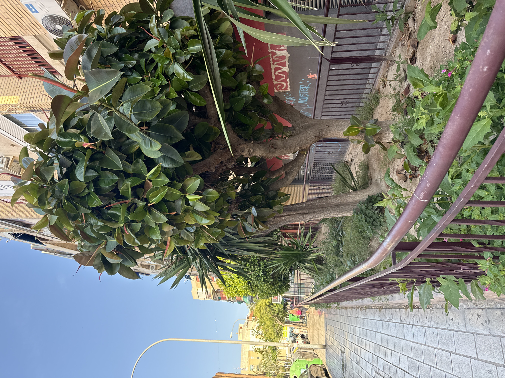 The image, once rotated upright, presents a bright daytime street scene under a clear blue sky. A large Ficus elastica (rubber plant) tree with abundant, glossy dark green leaves occupies the left side of the frame, its sturdy trunk and branches visible amidst the foliage. Alongside it, other green plants, including a spiky Yucca-like specimen, grow in a planted area.
A brown metal railing runs from the foreground into the distance, separating the planted strip from a light-colored tiled sidewalk. Further along the street, a light pole is visible on the right. In the background, various buildings line the street. One building features a brick facade and an air conditioning unit clearly bearing the brand name "Midea". On a red wall partially obscured by the tree, graffiti includes the word "MONSTER" and other stylized text such as "KR" or "RIP" and a white pattern that might spell out "B-L-U-E".
In the distance, on the sidewalk, a few indistinct people can be seen walking, one appearing to wear a pink top, another possibly in green. Several vehicles, including what looks like a green car or motorcycle, are parked along the street. The bright sunlight and lack of clouds indicate clear weather conditions. The scene captures an ordinary moment in what appears to be an urban or suburban setting, possibly in a warm climate.