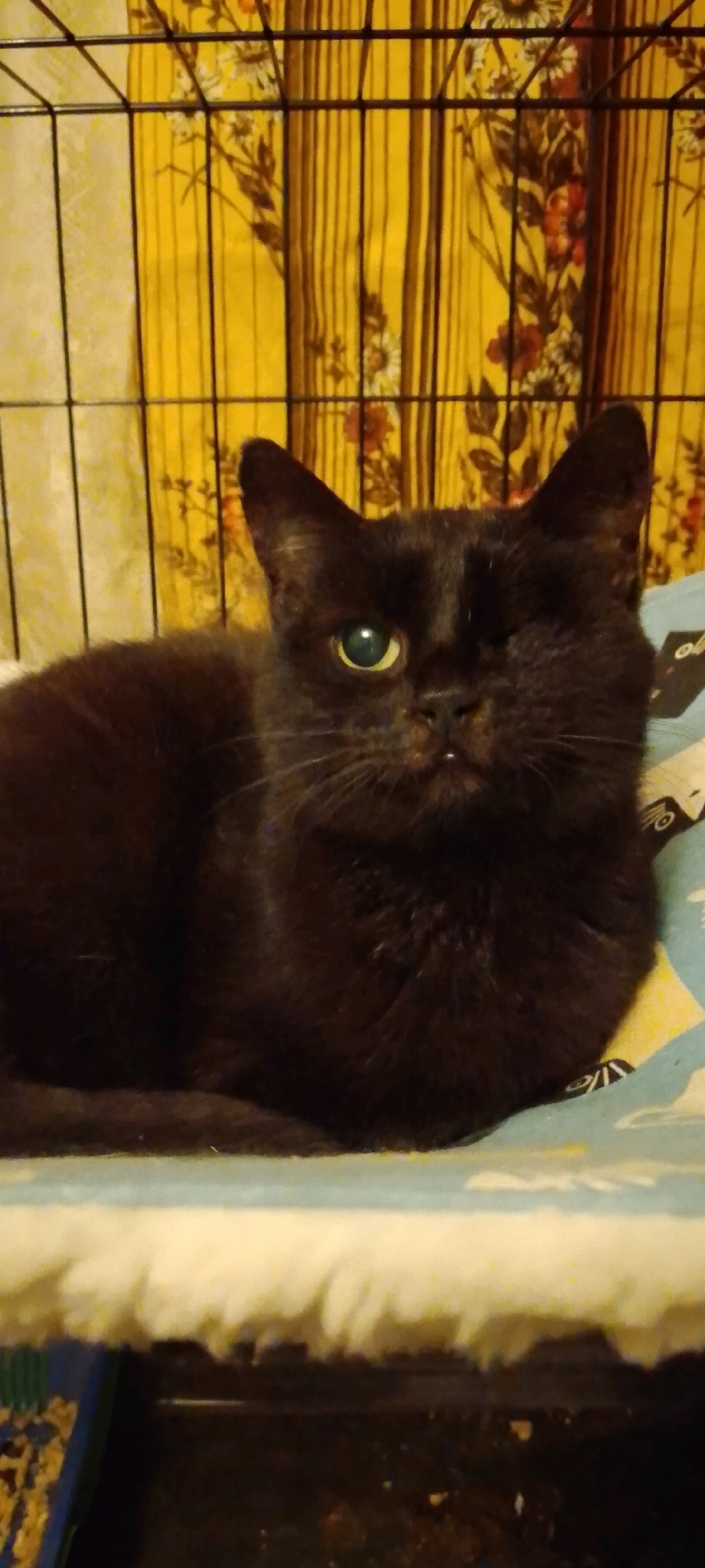 A black cat with one eye is lying on a bed inside a cage. The cage bars are visible in the foreground, and a yellow floral curtain is behind the cat. The cat's left eye is green and open, while its right eye is closed. The cat is looking towards the camera. The background is out of focus. The image is a medium shot, and the lighting is dim. There is no information to determine the location of this image in the city of Belgorod, Russia.