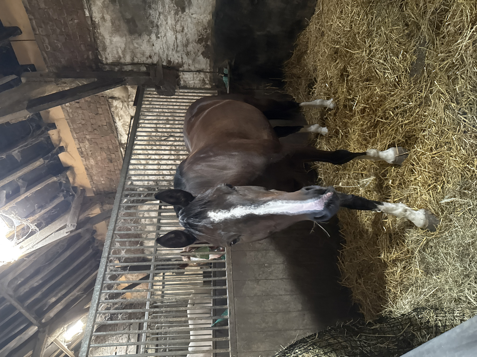 A brown horse with a white blaze on its face stands in a stall filled with straw. The horse is facing the camera and appears to be eating. Behind the horse, a metal fence separates it from another stall where a white horse is visible. The stall has wooden beams and brick walls, suggesting it is an old stable. The overall environment is rustic and appears to be located on a farm in Estaimpuis, Belgium.