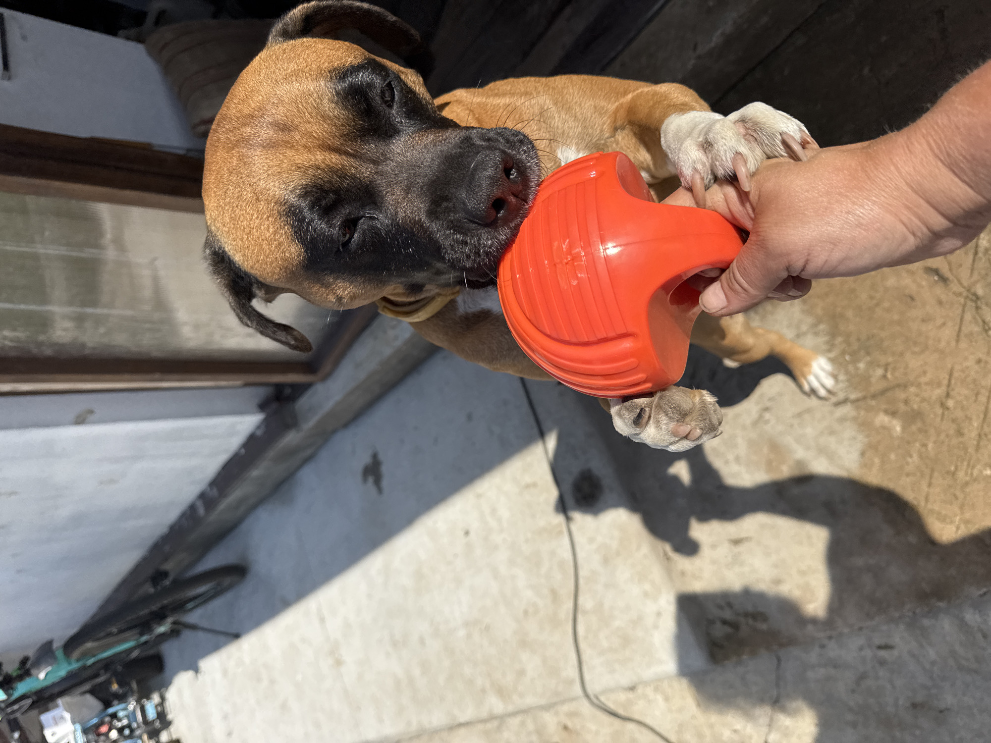 A medium-sized, brown and black dog is playing with a red, hollow toy held by a person's hand. The dog's face is partially obscured by the toy as it chews on it. The dog is standing on a concrete surface outdoors, with its front paws on the ground and its body leaning slightly forward. Sunlight casts shadows on the ground, indicating it is daytime. In the background, a bicycle is leaning against a wall, and a doorway with a dark interior is visible. The scene appears to be in a residential or urban outdoor area, potentially a yard or alleyway. No specific landmarks or context to place this image in Chaikovsky, Russia are present.