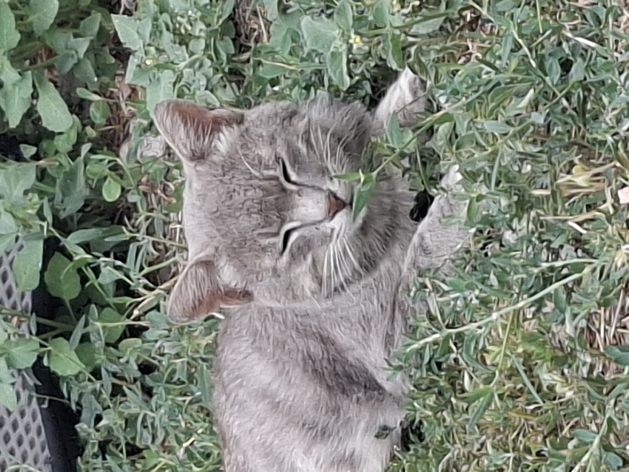 The image shows a grey tabby cat lying in lush green grass and foliage. The cat is positioned centrally in the frame, with its eyes closed, suggesting it is relaxed or resting. Its fur appears slightly damp, and there are visible whiskers and ear details. The surrounding vegetation is dense and varied, with some taller stalks and broader leaves, interspersed with some dry, straw-like material at the base. The background is out of focus, but appears to be a mix of more greenery and a dark, textured surface, possibly a fence or structure. There are no discernible landmarks or indicators of a specific location within the city of Almaty, Kazakhstan. The overall scene depicts a natural, outdoor environment.