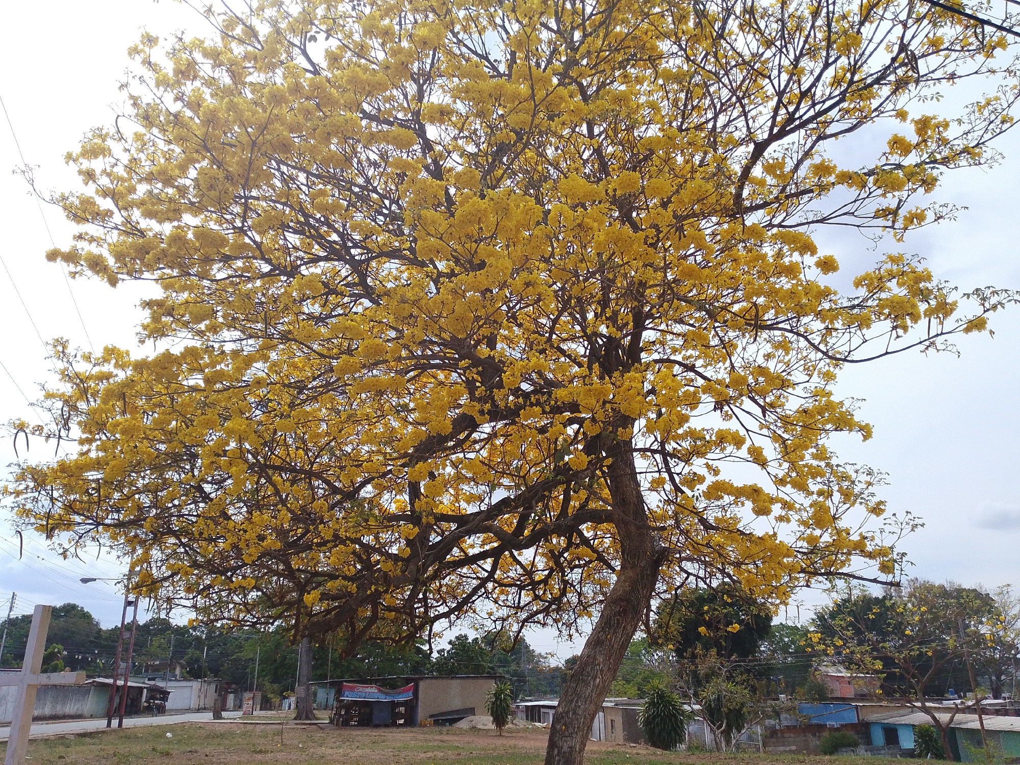 A tree with a trunk leaning slightly to the right dominates the frame, its canopy full of vibrant yellow flowers. The setting appears to be an urban environment, likely in the city of Tinaquillo, Venezuela, suggested by the style of buildings and the presence of typical urban infrastructure. In the background, single-story structures and utility poles line the street, indicating a residential area. The sky is overcast. There are no visible people.