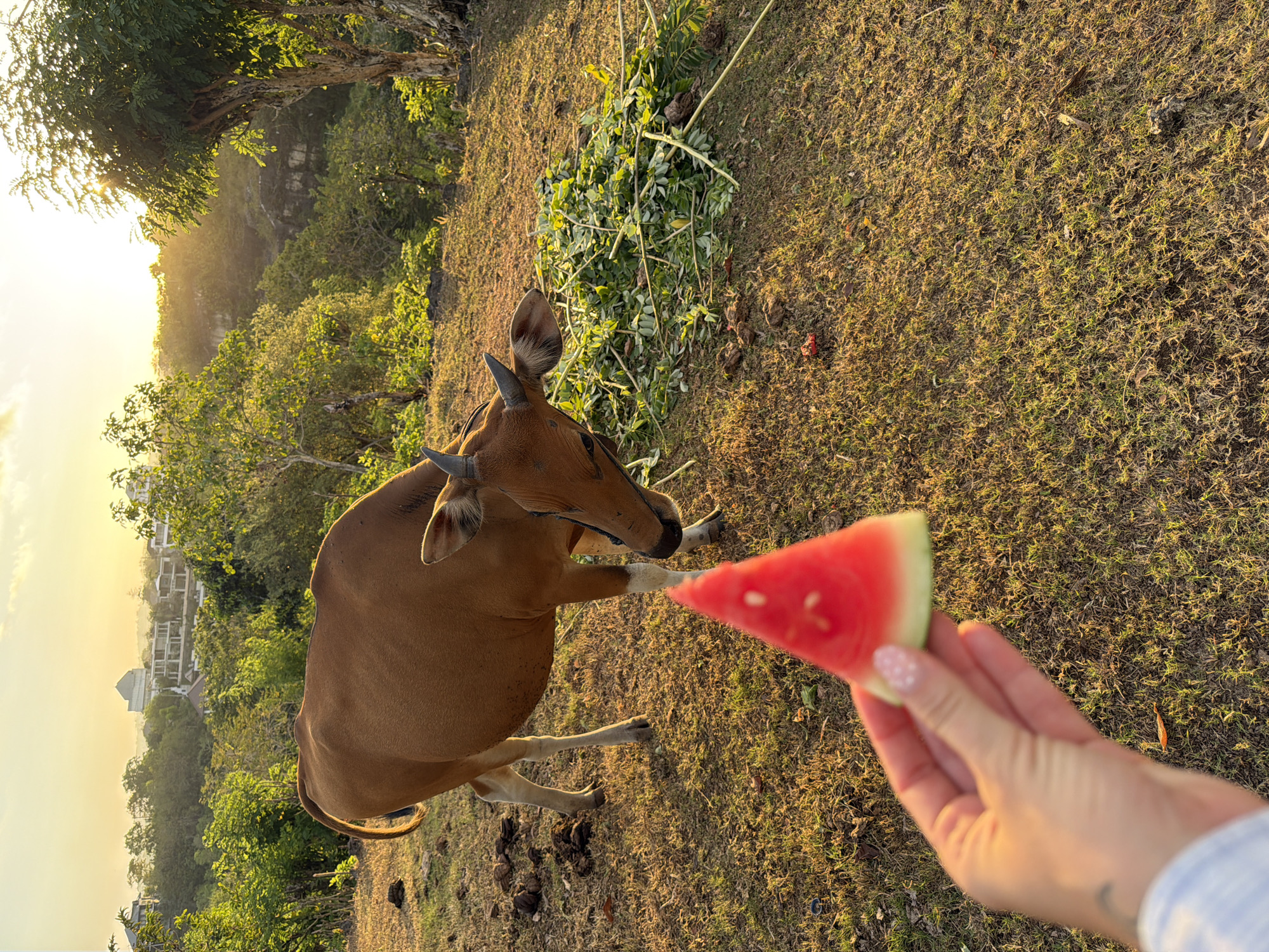 In the city of Kuta Selatan, Indonesia, during the golden hour of sunset, a brown cow stands on a grassy hillside overlooking a lush landscape dotted with buildings. The cow is facing towards a pile of green foliage, with its head lowered as if to eat. In the foreground, a human hand is holding a slice of watermelon, its red flesh and green rind clearly visible. The warm sunlight casts long shadows, illuminating the scene and highlighting the textures of the grass and the cow's coat. The background reveals a hazy view of buildings nestled amongst trees, with the sun setting behind them, creating a serene and idyllic atmosphere.