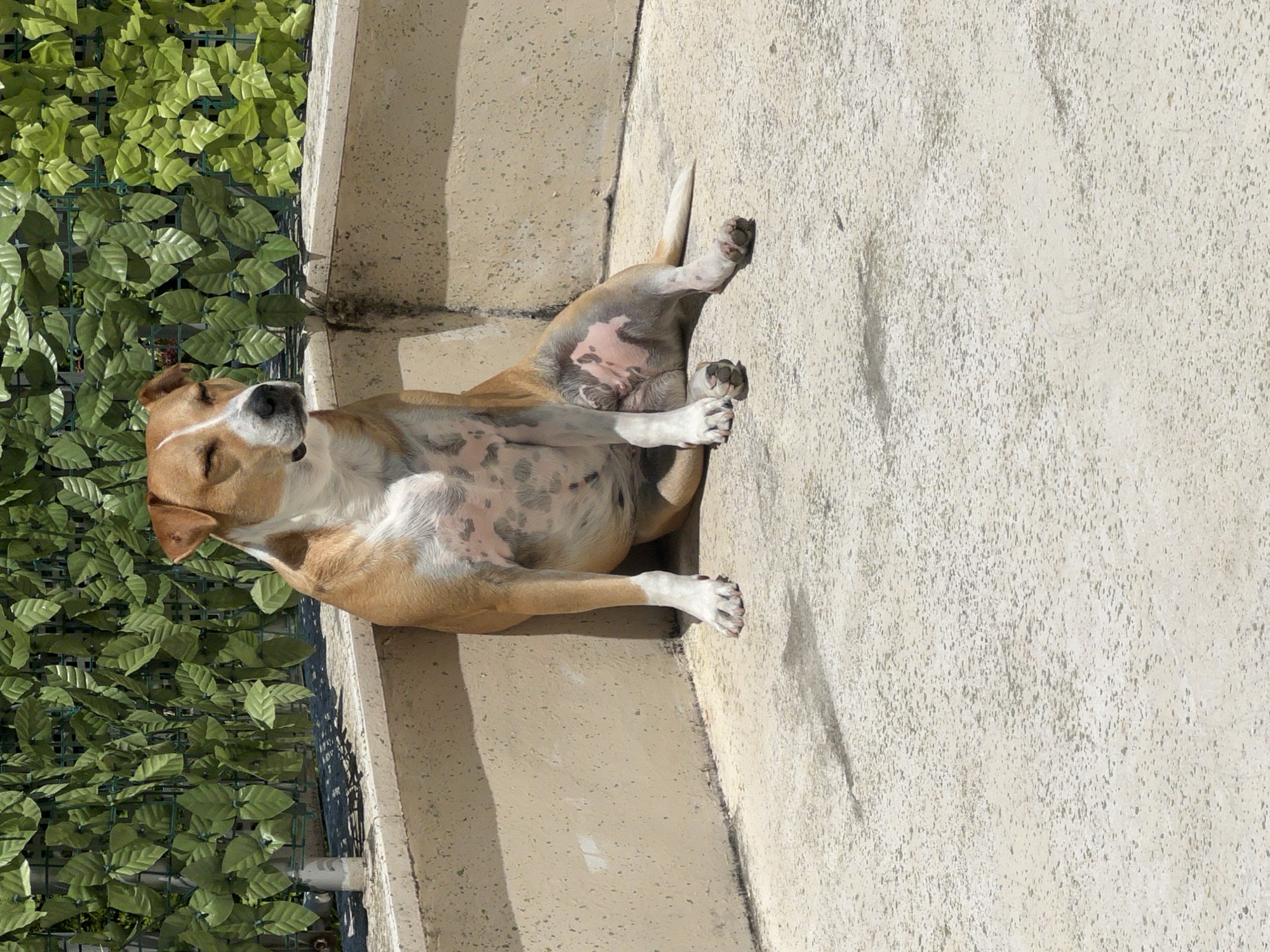 A medium-sized dog with tan and white fur is sitting on a concrete surface. The dog's eyes are partially closed, suggesting it is basking in the sun. Behind the dog, a beige concrete wall curves into a corner, topped with a green artificial hedge. The ground is a light-colored concrete speckled with darker spots. Shadows are cast on the ground from the dog and potentially other unseen objects. The overall scene appears to be an outdoor area, possibly a patio or courtyard. This image was taken in Sofia, Bulgaria.