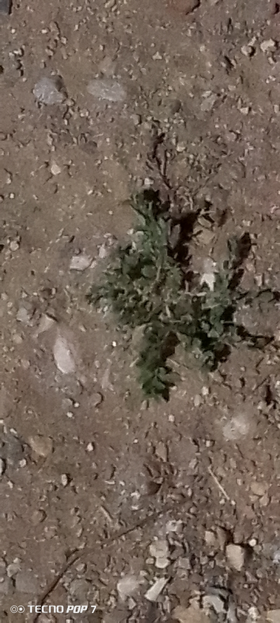 The image depicts a patch of green vegetation growing in a gravelly, dirt-covered area. The ground is uneven and consists of a mix of dirt, small pebbles, and larger stones. The lighting appears to be low, casting shadows around the plant. The presence of a camera watermark in the bottom left corner indicates the image was taken with a Tecno Pop 7 device. The location is provided as Altagracia, Venezuela.