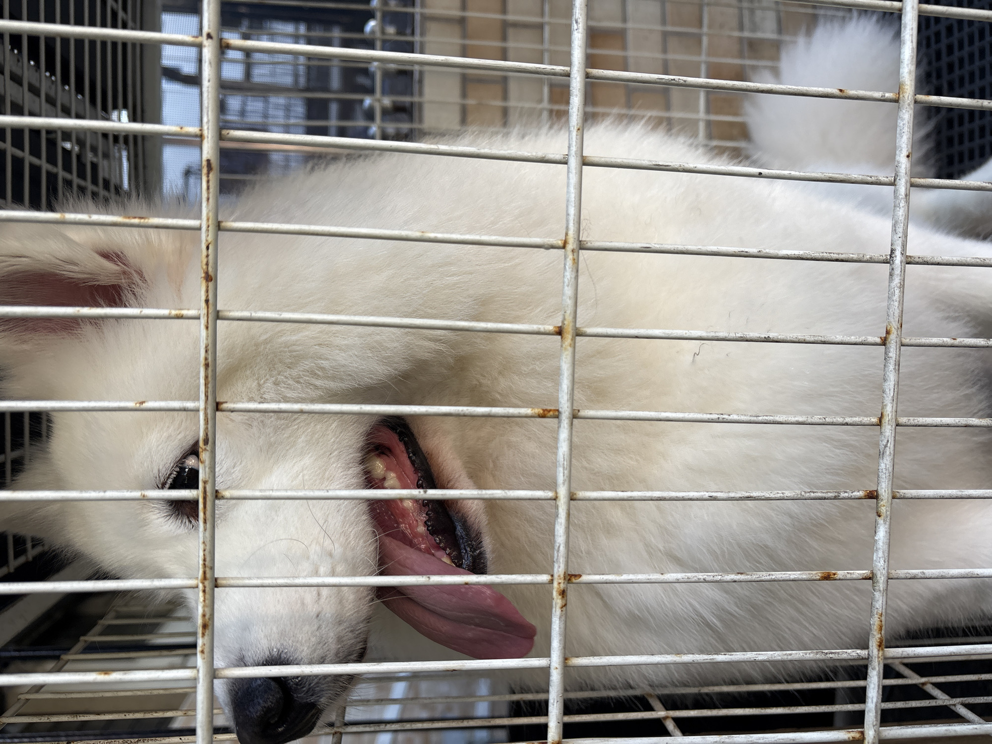 A white fluffy dog, likely a Samoyed, is visible behind the bars of a white metal cage. The dog's head is turned to the left, with its mouth open and tongue hanging out, appearing to pant. Its dark eyes are visible, looking towards the viewer. The cage bars are somewhat rusted. The background is blurred, showing what appears to be an outdoor setting with some structures, possibly residential buildings, suggesting an urban environment. The image does not provide any specific indicators to pinpoint its location within the city of São Paulo, Brazil.