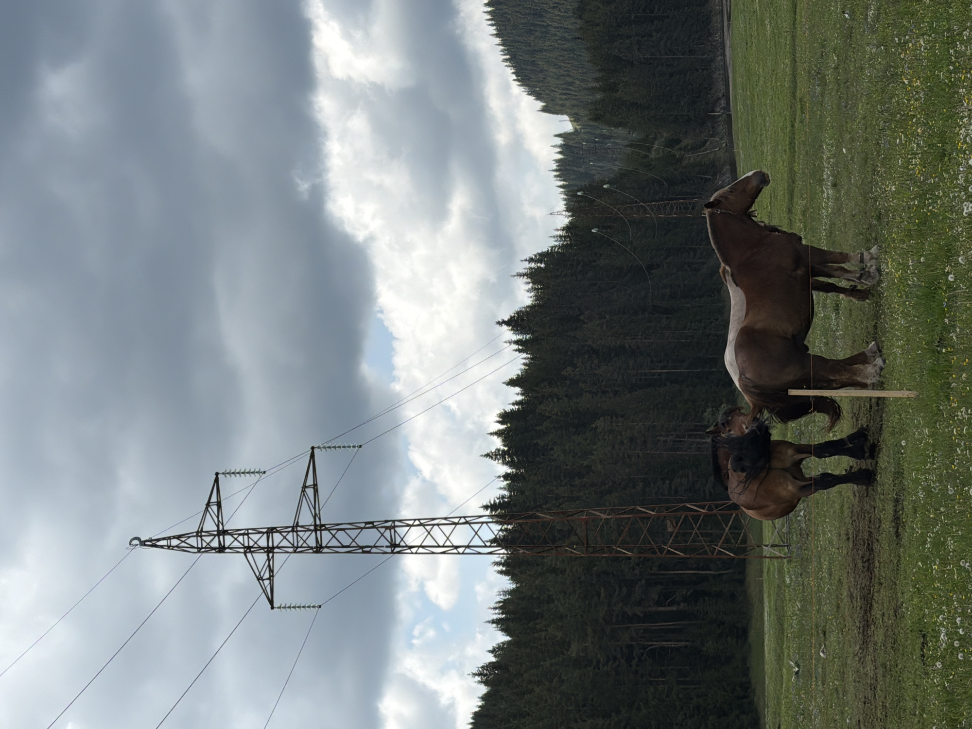 The image captures a rural mountainous landscape in Цигов чарк, Bulgaria, under a cloudy sky. A dominant feature is a large metal electricity transmission pylon, positioned on the left side, with multiple power lines extending horizontally across the frame.
In the mid-ground, to the right of the pylon, two horses are seen standing in a green grassy field. The field is rich with small white and yellow wildflowers. One horse, primarily light brown or bay with a lighter face, stands with its head raised, looking towards the right. A second, darker horse is partially visible behind the first, with its head and front body obscured by the lower structure of the pylon. Both horses appear calm and are not engaged in any specific activity beyond standing.
Behind the field and horses, a dense forest of evergreen trees stretches across the background, indicating a mountainous or hilly environment typical of the region. The sky above is largely covered by grey, heavy clouds, with some brighter white cloud formations and hints of blue sky peeking through, suggesting an overcast but not storm-laden day. The lighting indicates it is daytime, likely late morning or afternoon. There is no visible text in the image.