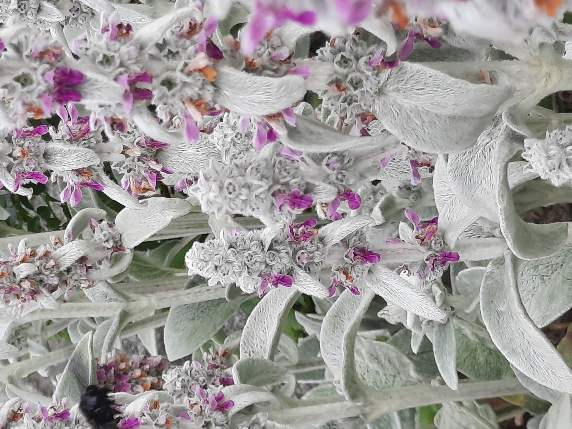 A close-up, eye-level, outdoor shot focuses on fuzzy, pale green leaves and vertical flower spikes with small pink and orange blossoms. A fuzzy, black insect, likely a bumblebee, is visible on the left side of the image, with its body partially obscured by a leaf. The background is blurred, suggesting a shallow depth of field, with hints of green foliage. The scene appears to be in a garden or park setting. Without additional context or identifying landmarks, the specific location within Rosenheim, Germany cannot be determined from this image alone.