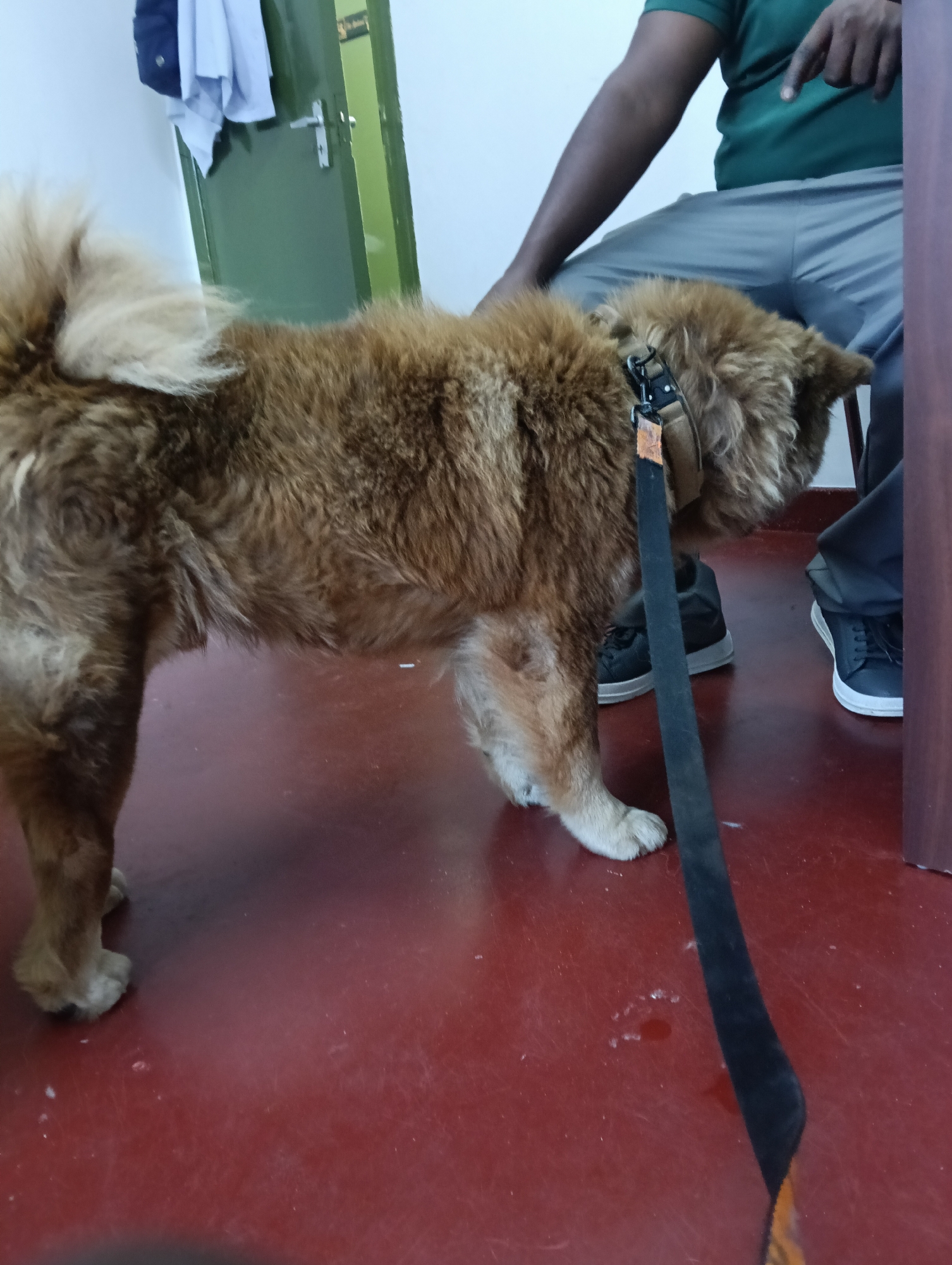 A medium-sized, tan and brown Chow Chow dog stands on a red floor indoors. It is leashed with a black leash. A dark-skinned person is sitting on a stool, touching the dog. The person is wearing a green shirt and grey pants, and black sneakers. In the background, a green and white door is visible with white clothing hanging on the handle. The location is within a building in Nairobi, Kenya.