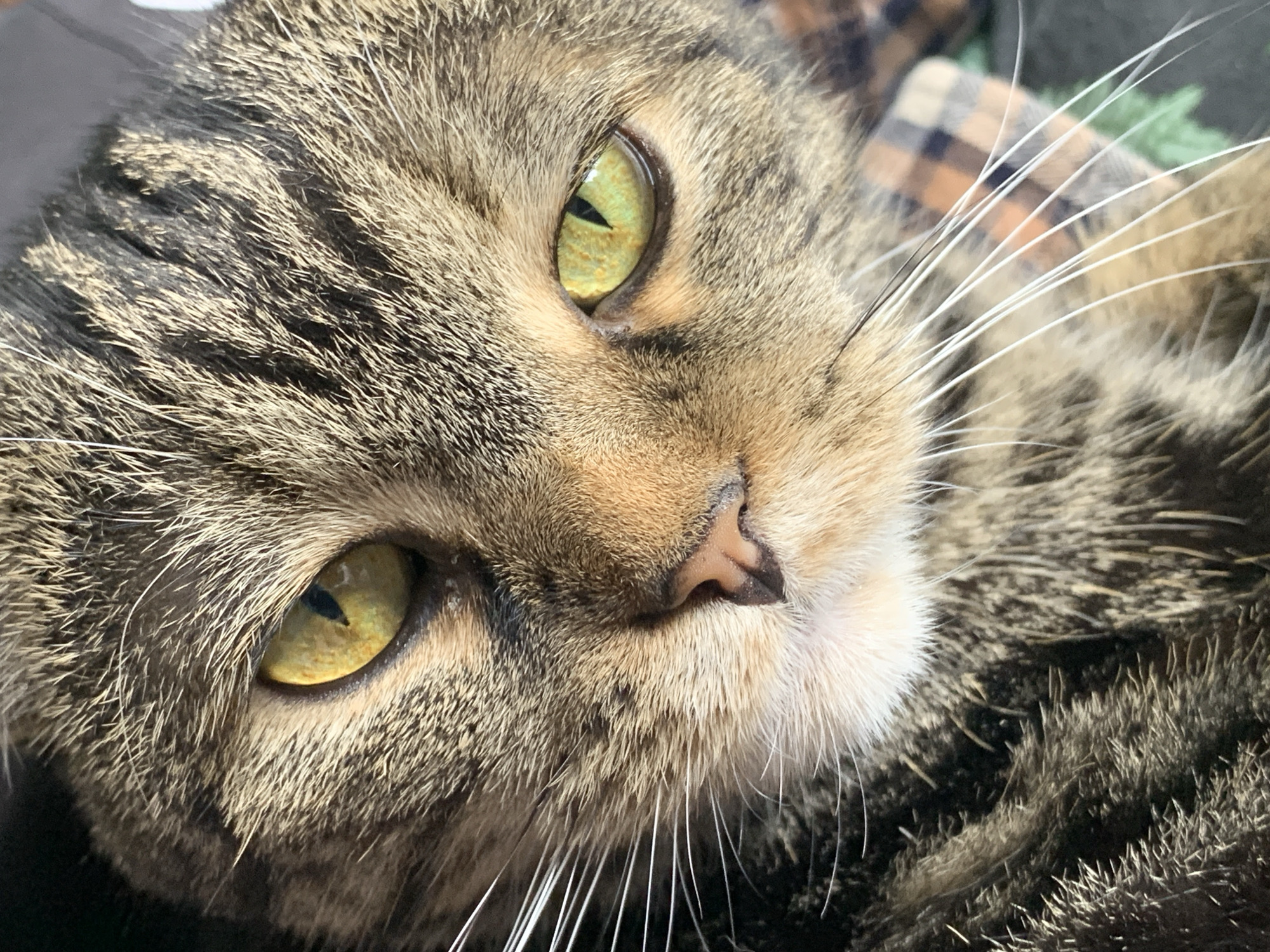 A close-up photograph depicts the face of a tabby cat with yellow-green eyes. The cat's fur is a mix of brown and gray tones. Its whiskers are white and radiate outwards from its nose and cheeks. The background is a mix of dark fabric. There is no indication of the location being Stavropol, Russia in this image.
