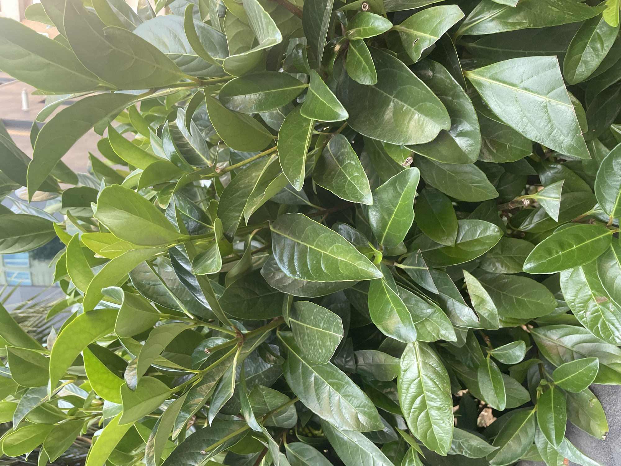 A close-up, eye-level, vertical shot captures a dense hedge of vibrant green leaves with glossy surfaces. The leaves are ovate with slightly serrated edges and prominent veins, some appearing slightly wrinkled or textured. The lighting creates highlights and shadows, giving the foliage a rich, dimensional quality. In the blurred background, the suggestion of a building facade with windows is visible, indicating an urban setting. The image appears to be taken outdoors in Kadıköy, Turkey, possibly in a garden or along a street. There are no people or animals visible in the frame.