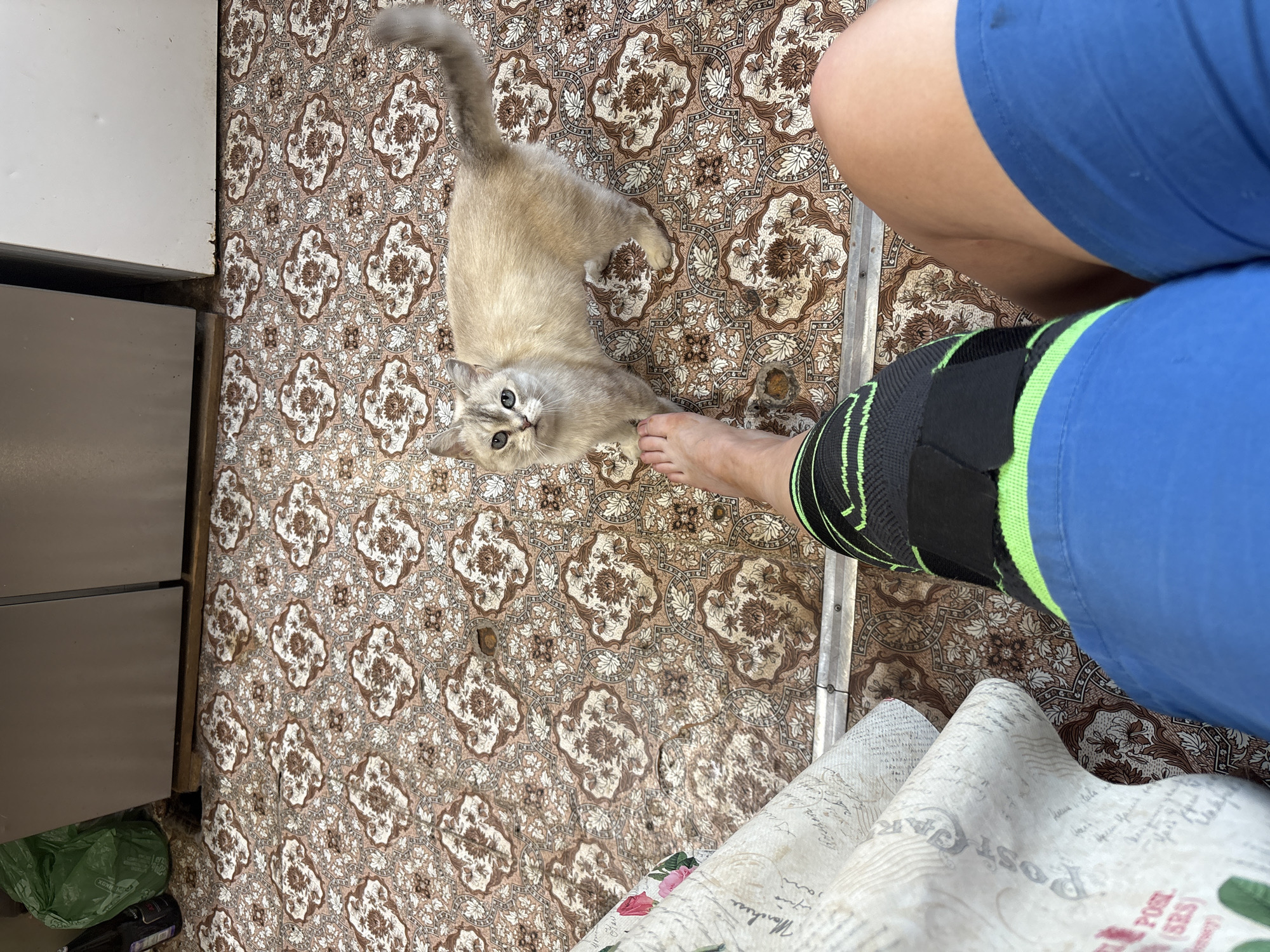 A top-down shot shows a tan kitten with grey markings looking upward, standing on a brown and tan patterned linoleum floor. A bare human foot is near the kitten. A person wearing blue shorts and a black knee brace with a green stripe is positioned to the right. Part of a white cupboard is visible on the left, and the corner of a white tablecloth is in the bottom right corner. The location is Lukintsy, Russia.