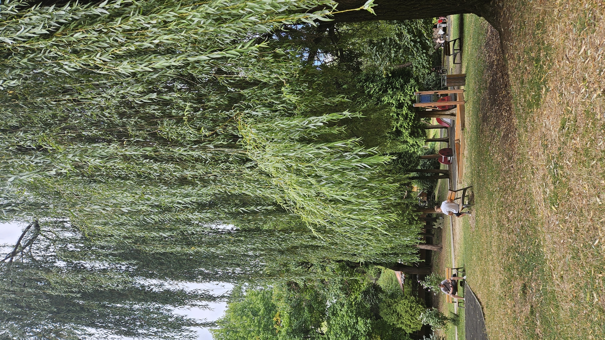 The image depicts a park scene with two individuals sitting on separate benches. In the foreground, dry grass covers the ground. To the left, a person with a gray t-shirt and dark shorts sits on a bench, looking downwards. To the right of the center, another person wearing a white t-shirt and dark shorts sits on a bench, facing away from the camera. Behind them, a playground area is visible with a sandbox, slides, and climbing structures. A large weeping willow tree dominates the left side of the frame, with its long branches hanging down. Various other trees and greenery fill the background. The location appears to be a public park in Prešov, Slovakia, possibly near a playground. The overall atmosphere is calm and relaxed, with people enjoying the outdoor space.