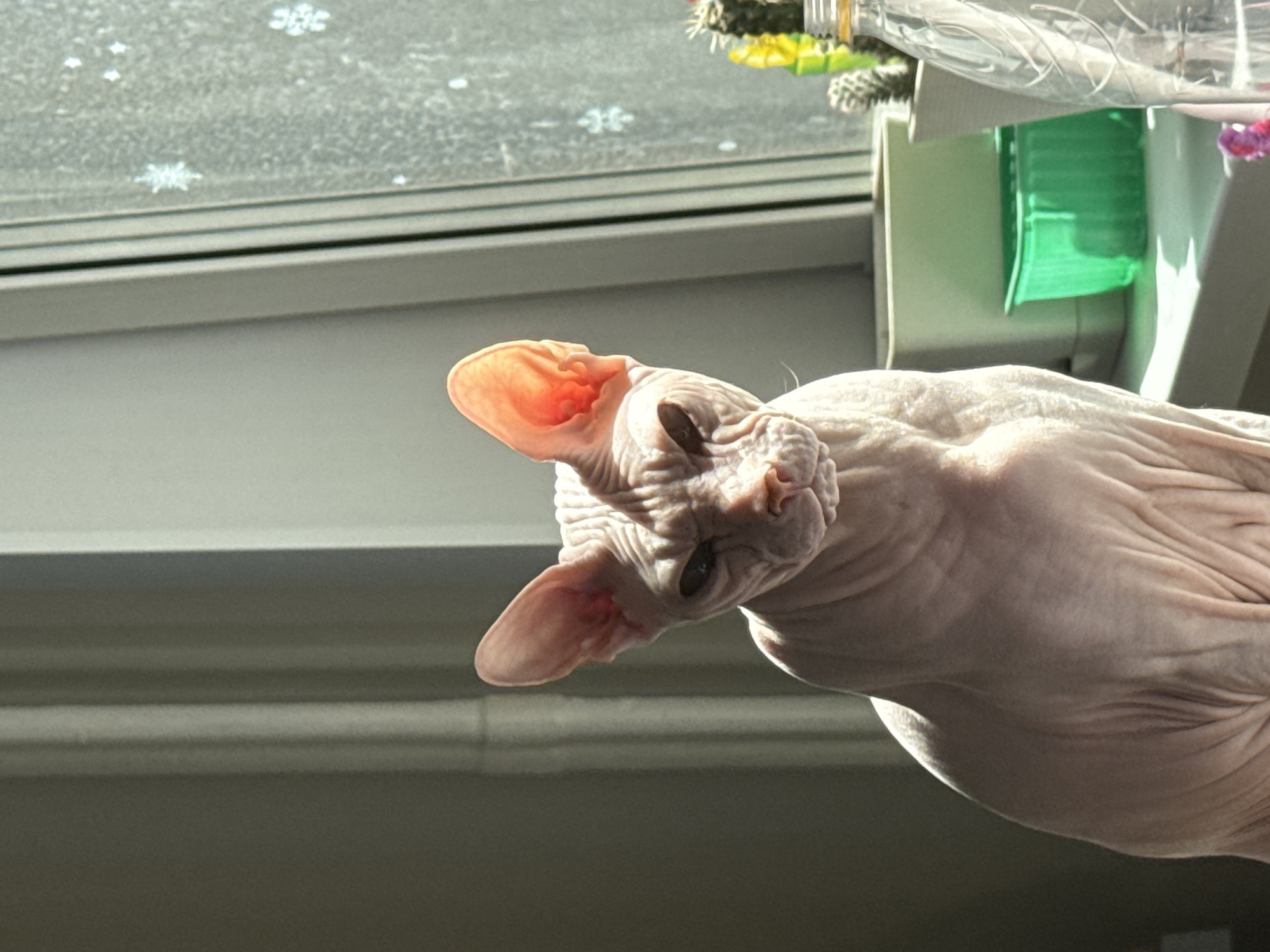 A hairless Sphynx cat peers down at the viewer from above. The cat is positioned near a window with frosty decorations, possibly stickers, on the glass. To the right of the cat, there is a window box containing plants and plastic containers. The location of Krasnoyarsk, Russia, is not evident within the context of this image.