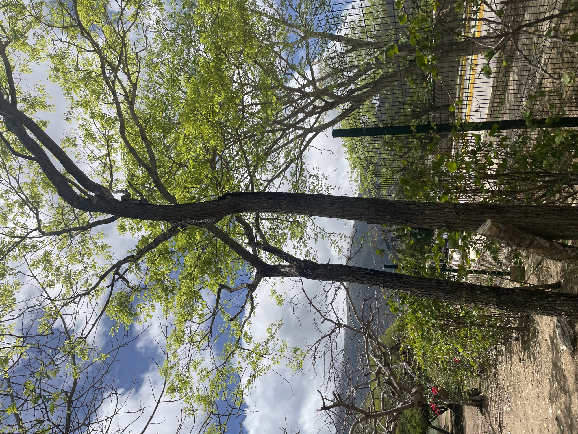 The image depicts a sunny day in El Valle del Espíritu Santo, Venezuela, with a focus on lush green trees and a chain-link fence. In the foreground, two large tree trunks stand prominently, their bark textured and dark. The canopy of these trees, and others in the background, is filled with vibrant green leaves, some of which are translucent in the bright sunlight.
The fence, made of dark green metal posts and diamond-shaped mesh, runs horizontally across the middle ground, partially obscuring a road with yellow and white markings. Beyond the fence, the landscape transitions to hills covered in sparse vegetation, with some bare, gnarled branches of trees visible in the mid-ground. The sky above is a mix of bright blue and fluffy white clouds.
The ground is covered in light brown dirt and small stones, with some fallen leaves and branches scattered around. To the left of the frame, a row of smaller green bushes with a few red flowers can be seen, and further back, more trees with bare branches and some green foliage. There are no people visible in the image. The scene suggests a natural or park-like setting within the city.