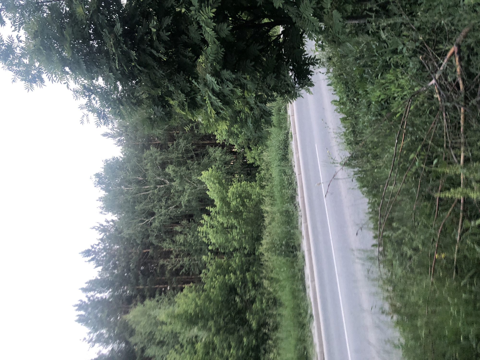 An asphalt road with a white dividing line cuts diagonally across the frame from the bottom left to the middle right. The road is bordered by a concrete curb on the left and a dense, overgrown embankment of green vegetation on the right. Behind the vegetation, a thick forest of tall pine and deciduous trees forms a dark green backdrop under a pale sky. The trees on the right side of the image are closer and create a more defined boundary. The foreground is filled with lush green grass and some fallen branches. The overall scene depicts a roadside environment within a forested area.