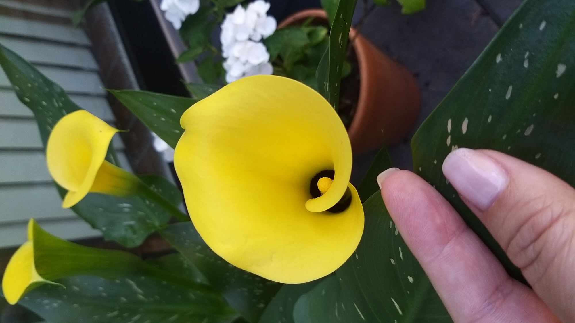 In Krefeld, Germany, a close-up shot focuses on a vibrant yellow Calla lily with a spiraled petal and a dark center, its stamen prominently visible. A person's hand, with lightly colored nail polish, gently touches the leaf of the plant. In the background, another yellow Calla lily, partially obscured, and white flowers in a brown pot are visible. The leaves of the plant are dark green with a scattering of lighter speckles. The scene appears to be set outdoors, possibly in a garden or on a balcony, with wooden decking visible in the lower right corner.