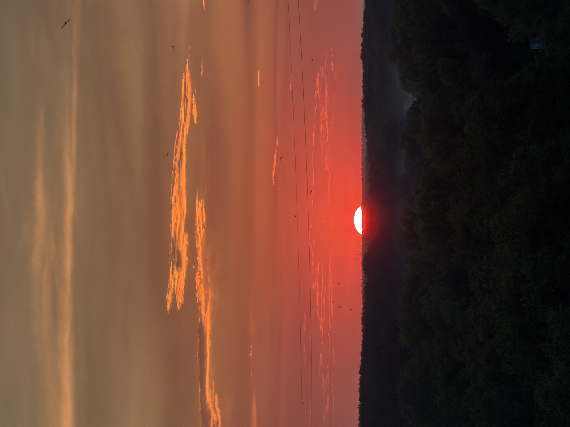 A vertical shot captures a sunset over a dense forest in Unknown, Unknown. The sun, a vibrant red orb, is setting on the horizon, half-obscured by the dark silhouette of trees. The sky above is a gradient of warm colors, transitioning from a deep orange near the horizon to a softer, lighter orange and yellow higher up. Wispy clouds are scattered across the sky, catching the last rays of sunlight. In the mid-ground, thin horizontal lines, likely power lines, stretch across the frame. Several small birds are visible in flight against the colorful sky. The foreground is dominated by the dark, textured canopy of the forest, with hints of mist or haze clinging to the lower areas. The overall mood is serene and natural.