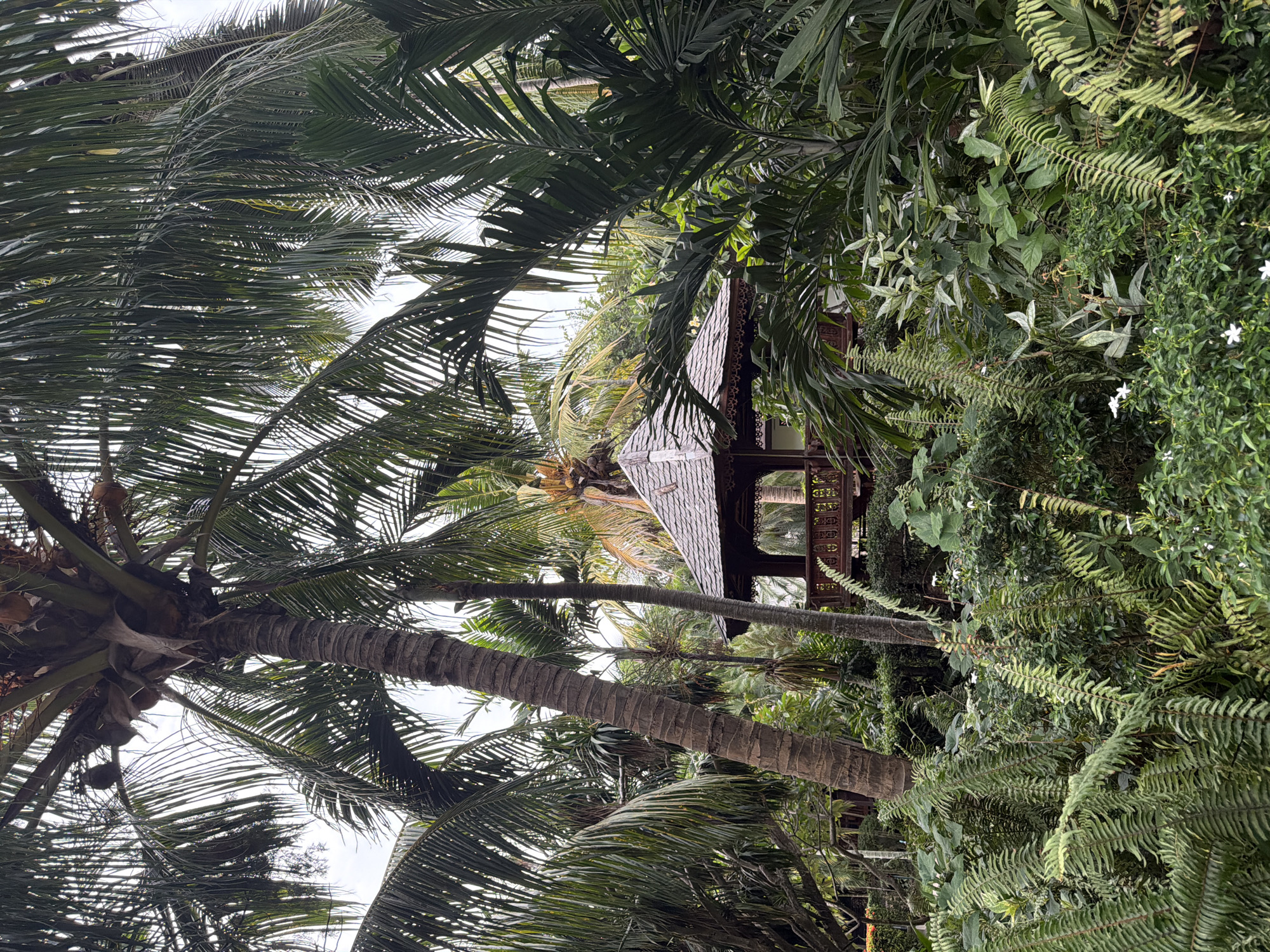 The image depicts a gazebo nestled amidst dense tropical foliage in the Ko Samui District of Thailand. The gazebo, constructed of dark wood with a shingled roof, features intricate railings and is partially obscured by lush green ferns, palm fronds, and other verdant vegetation. Towering palm trees dominate the upper portion of the frame, their fronds creating a canopy overhead. The overall impression is one of a secluded, natural sanctuary within a tropical environment. There are no people visible in the scene.
