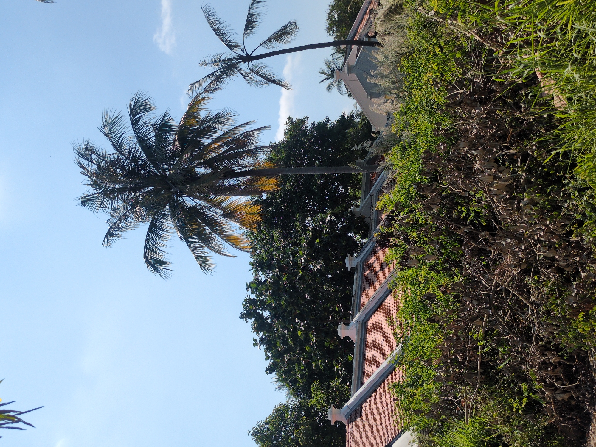 The image depicts a view in Phú Quốc, Vietnam, showcasing palm trees against a blue sky. A red-tiled roof with decorative white coping runs along the bottom portion of the image, partially obscured by lush green foliage and shrubs. Two prominent palm trees stretch upwards, one larger and closer, with yellowing fronds. Another palm tree is visible in the background. Deciduous trees fill the space between the palms and the roofline. The sky is clear with faint wisps of clouds.