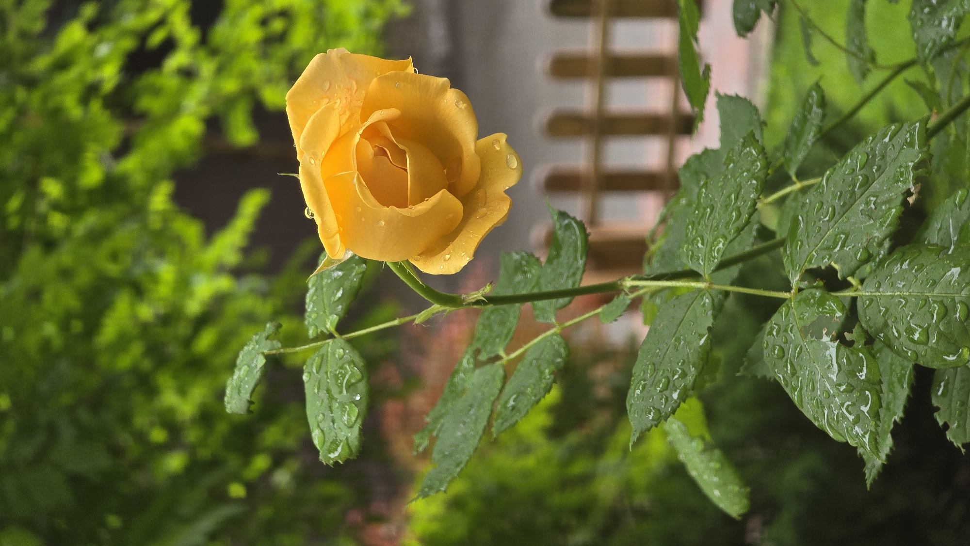 The landscape image showcases a vibrant yellow rose in a garden setting in Kyiv, Ukraine. The rose, positioned slightly left of center, is in partial bloom and appears freshly watered, with numerous glistening water droplets adorning its petals. Its stem, covered in small thorns, extends diagonally upwards from the lower left, leading to several dark green leaves that are also heavily speckled with clear water droplets. Some leaves show minor tears or small holes, indicative of natural wear. The background is softly blurred, emphasizing the rose. On the left, a dense mass of out-of-focus green foliage creates a verdant backdrop. To the right, a lighter, indistinct structure with horizontal elements, possibly a blurred fence or part of a building, is visible. The scene is illuminated by natural daylight, highlighting the freshness and texture of the plant. No people or visible text are present. The image conveys a sense of tranquility and natural beauty, likely captured after rain or during a dewy morning.