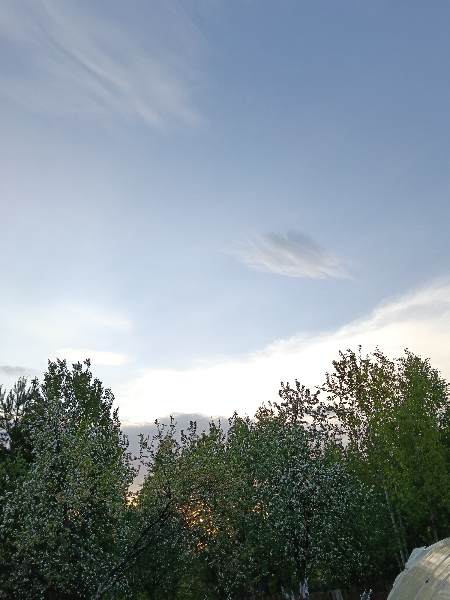 The image shows a view of the sky and treetops in Krasny Mayak, Russia. The sky is predominantly light blue with a few scattered clouds. The trees below are a mix of green hues, some with white blossoms. There is a hint of sunset glow visible through the trees.