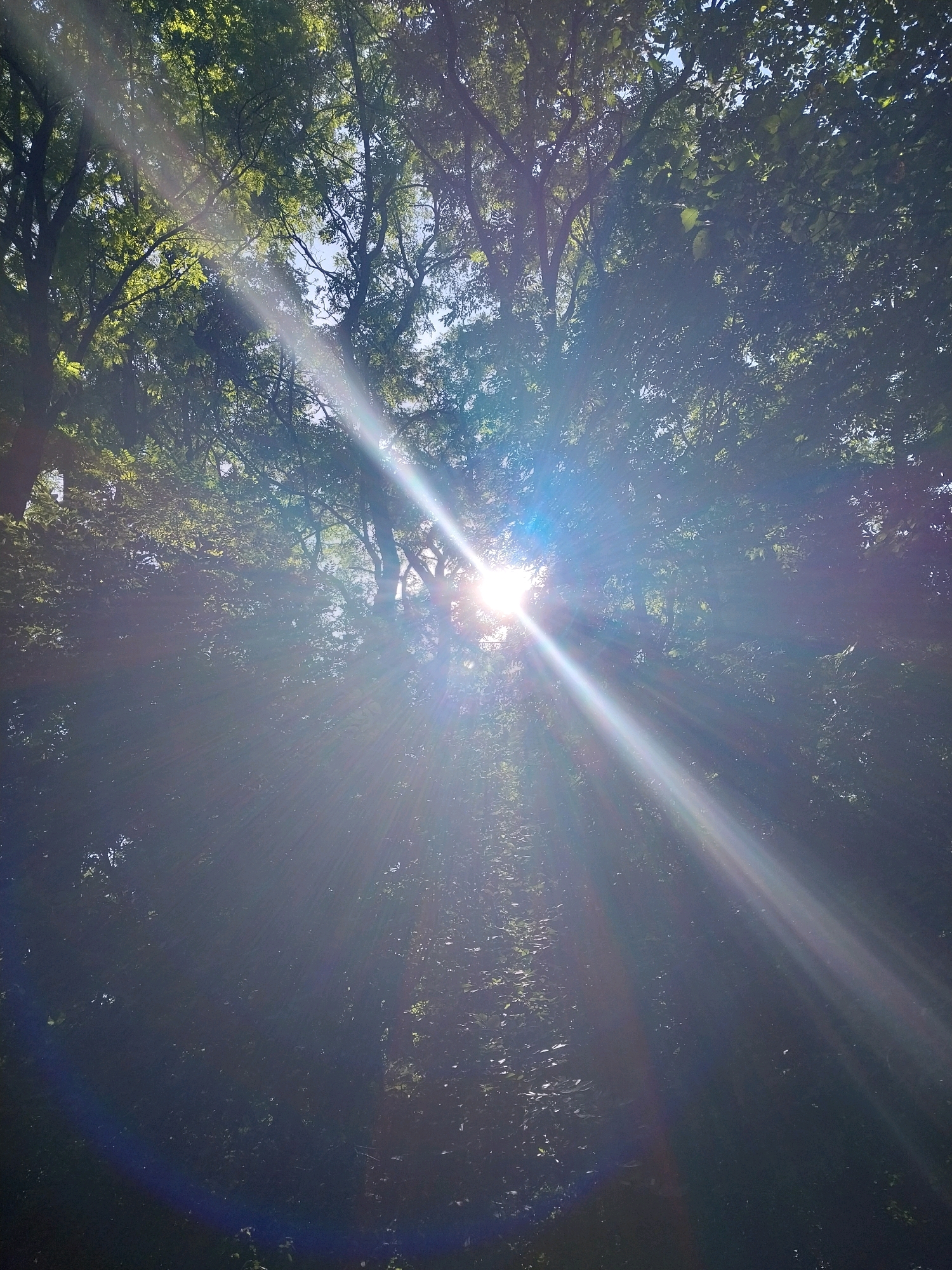 This image is an upward-looking shot of tree canopy filtering bright sunlight in Dnipro, Ukraine. The sun is positioned in the upper center of the frame, emitting strong rays that create a lens flare effect. The dense foliage of deciduous trees obscures much of the sky, with patches of blue visible in the upper right. The lighting suggests it is daytime, likely a clear or partly cloudy day. The overall scene conveys a natural, outdoor environment within a city park or wooded area.