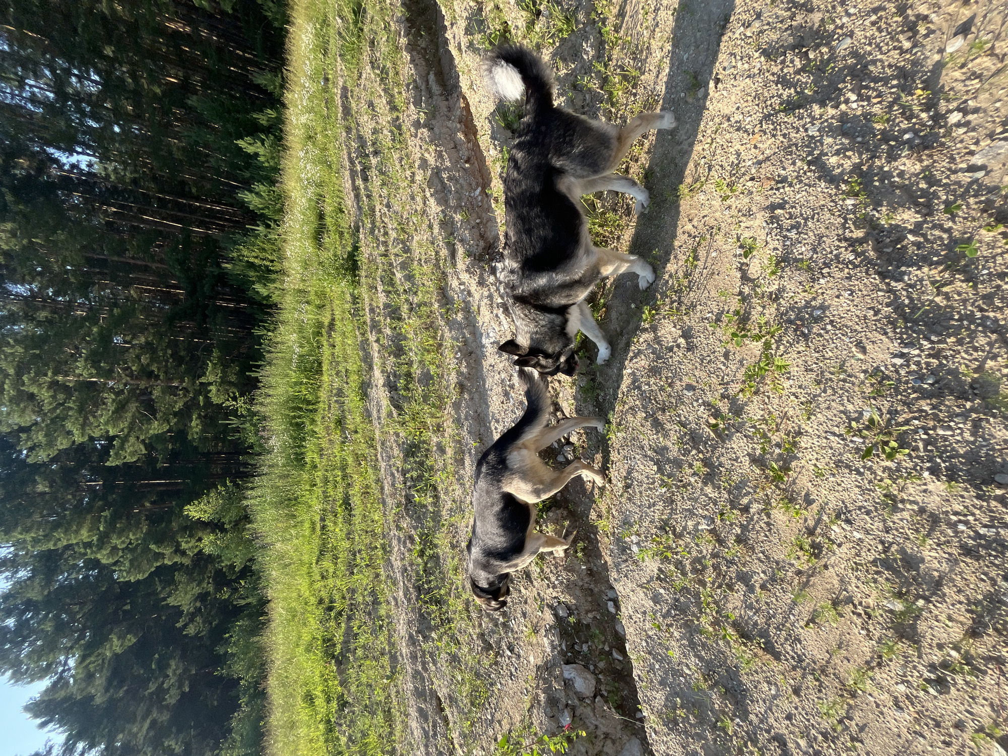 Two dogs are in a field next to a forest. The dogs appear to be of a German Shepherd breed, with tan and black fur. One dog is larger and standing, while the other is smaller and closer to the ground. They are on a dirt path with green grass on either side. The forest to the left is dense with tall trees, suggesting a rural or wilderness setting. The sun is shining, casting shadows and indicating it is likely daytime. The image is oriented vertically. There is no visible text in the image. The overall scene suggests a natural outdoor environment, possibly a park or trail.
