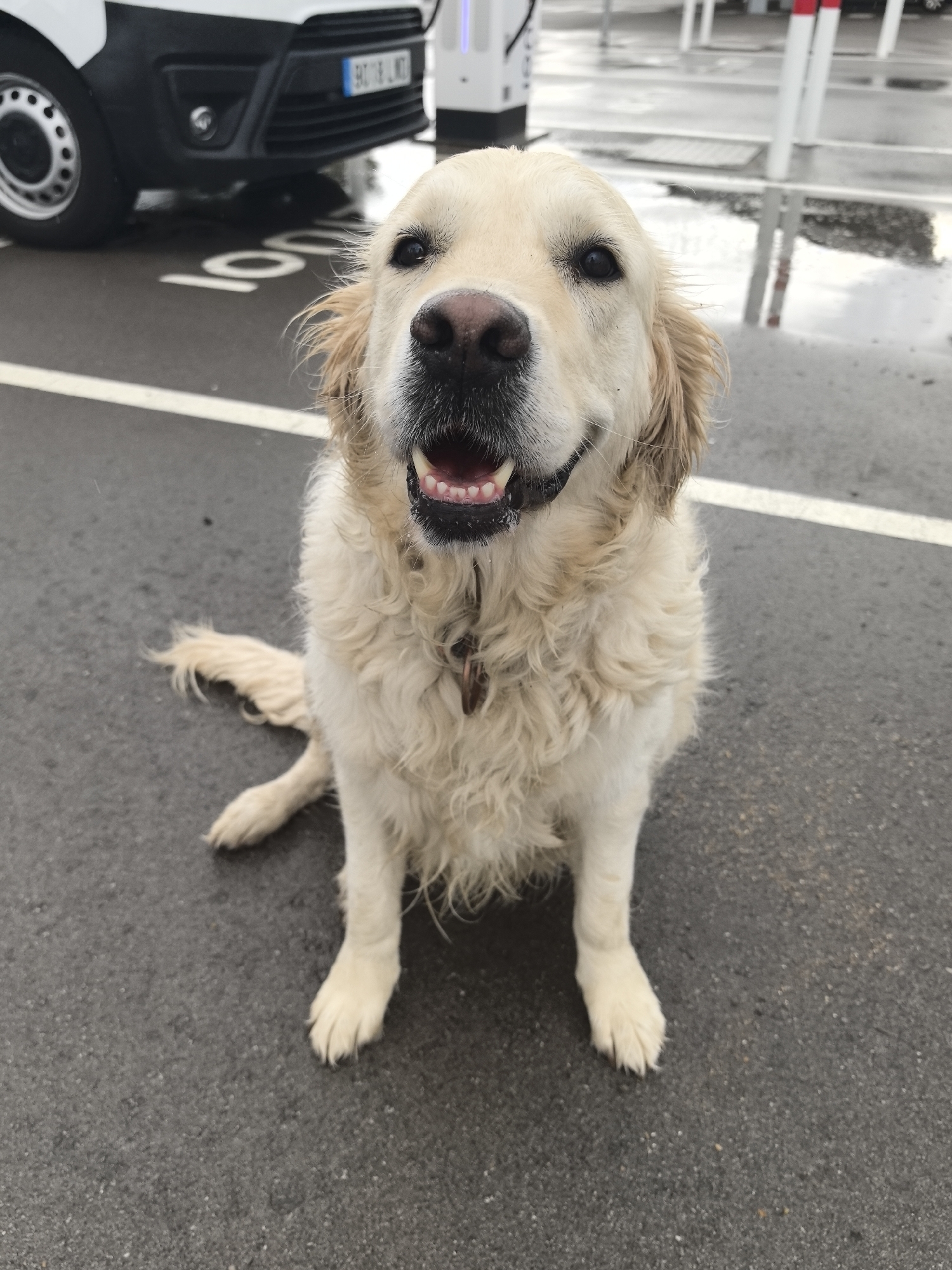 A Golden Retriever sits facing the camera on asphalt with painted white lines, presumably a parking area. The ground appears wet. A white van is partially visible in the background, with a license plate visible on the front. Charging stations stand nearby. The location can be identified as being in Sallent, Spain due to the license plate of the van.
