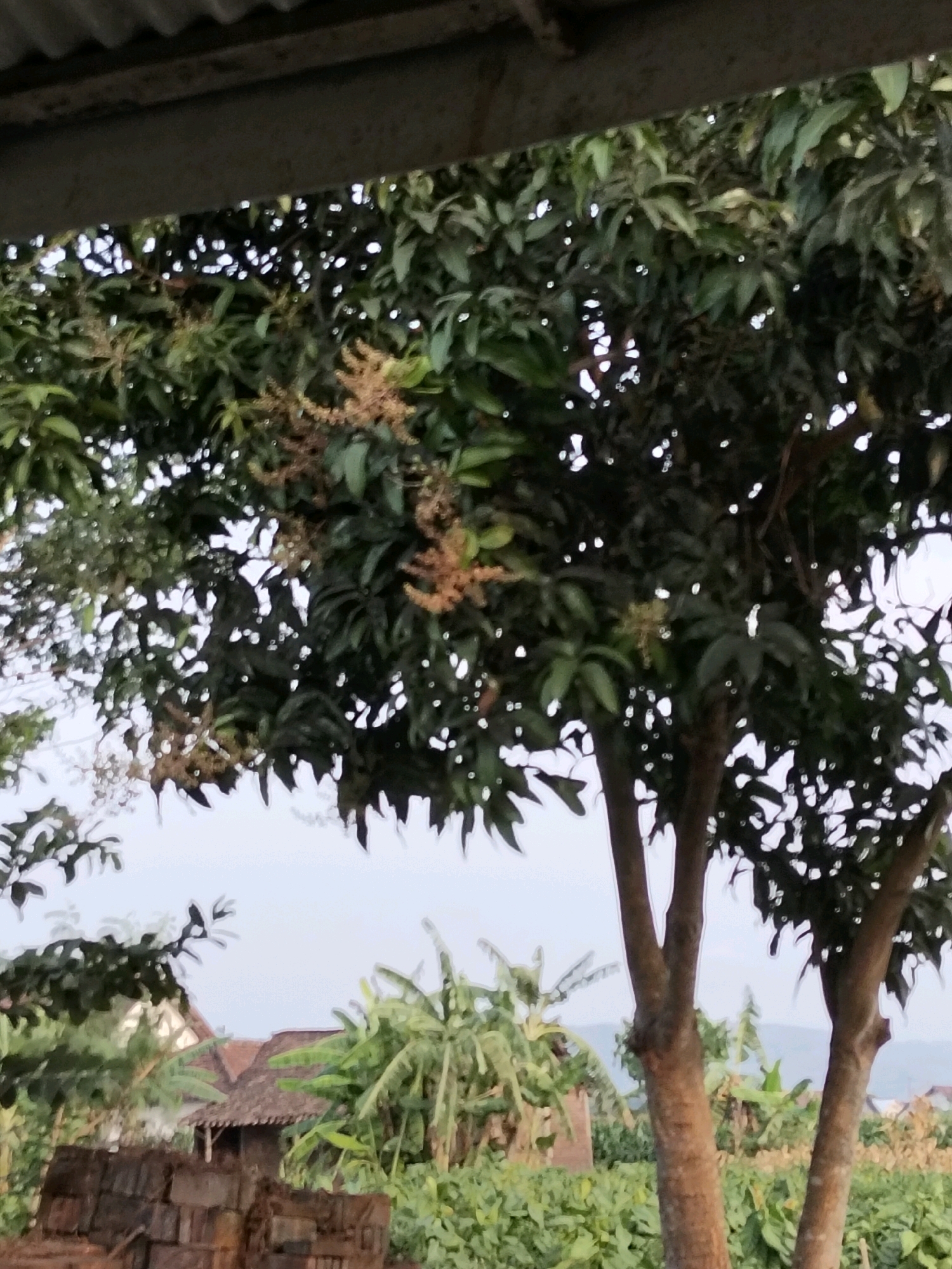 In Gempolan, Indonesia, a medium-shot captures a cluster of trees, predominantly mango trees with clusters of developing mango blossoms, dominating the foreground and midground. The leaves are a vibrant green, interspersed with the lighter, straw-colored blossoms, suggesting a spring or early summer season. The trunks of these trees are rough and brown, some splitting into multiple branches.
Behind the trees, a cluster of buildings are visible. One structure, possibly a house, has a dark brown, tiled roof and what appears to be a small, dark-colored wooden shelter extending from its side. The surrounding vegetation is lush and green, with broad-leafed plants, possibly banana plants, interspersed among the other foliage. In the far background, rolling hills are visible, fading into a soft, hazy blue sky.
A corrugated metal overhang is visible at the very top of the frame, suggesting the perspective is from under a shelter or roof. The overall lighting indicates it is daytime, with some areas in shadow and others illuminated, creating a dappled effect. No people or animals are clearly visible in the frame.