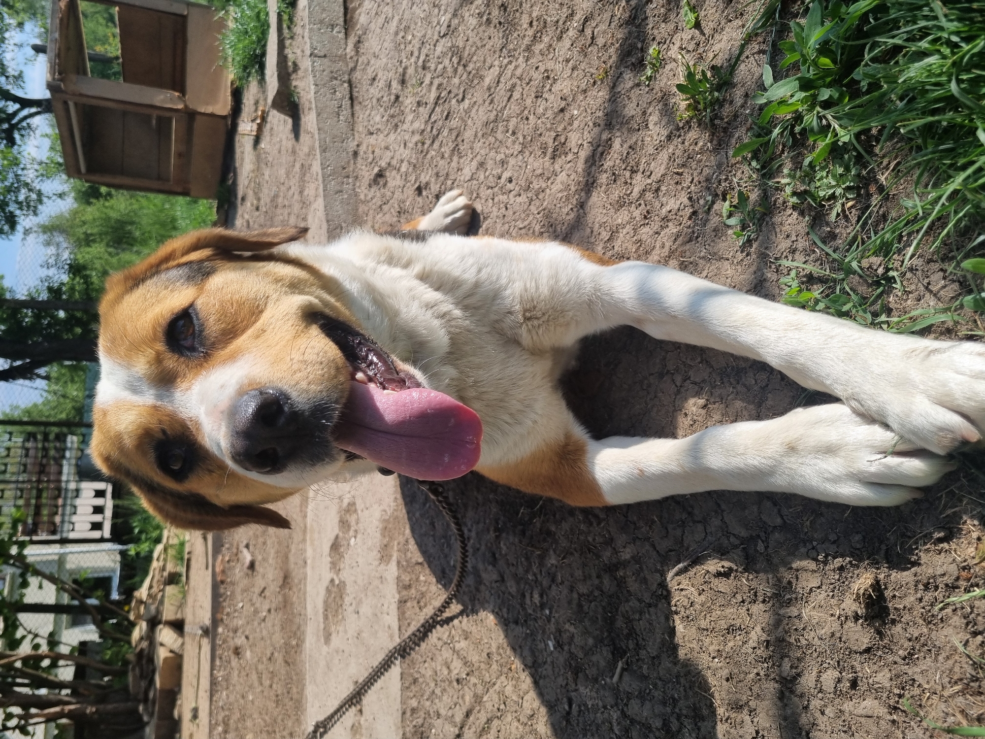 A medium-sized dog lies on its side, panting with its tongue protruding, on dry dirt and short grass in Galabovtsi, Bulgaria. The dog is tri-colored with tan/brown ears, a white chest and paws, and a dark muzzle. It is tethered by a metal chain leash. In the background are green plants, a wooden structure, a wire fence, and buildings. The scene is outdoors on a sunny day.