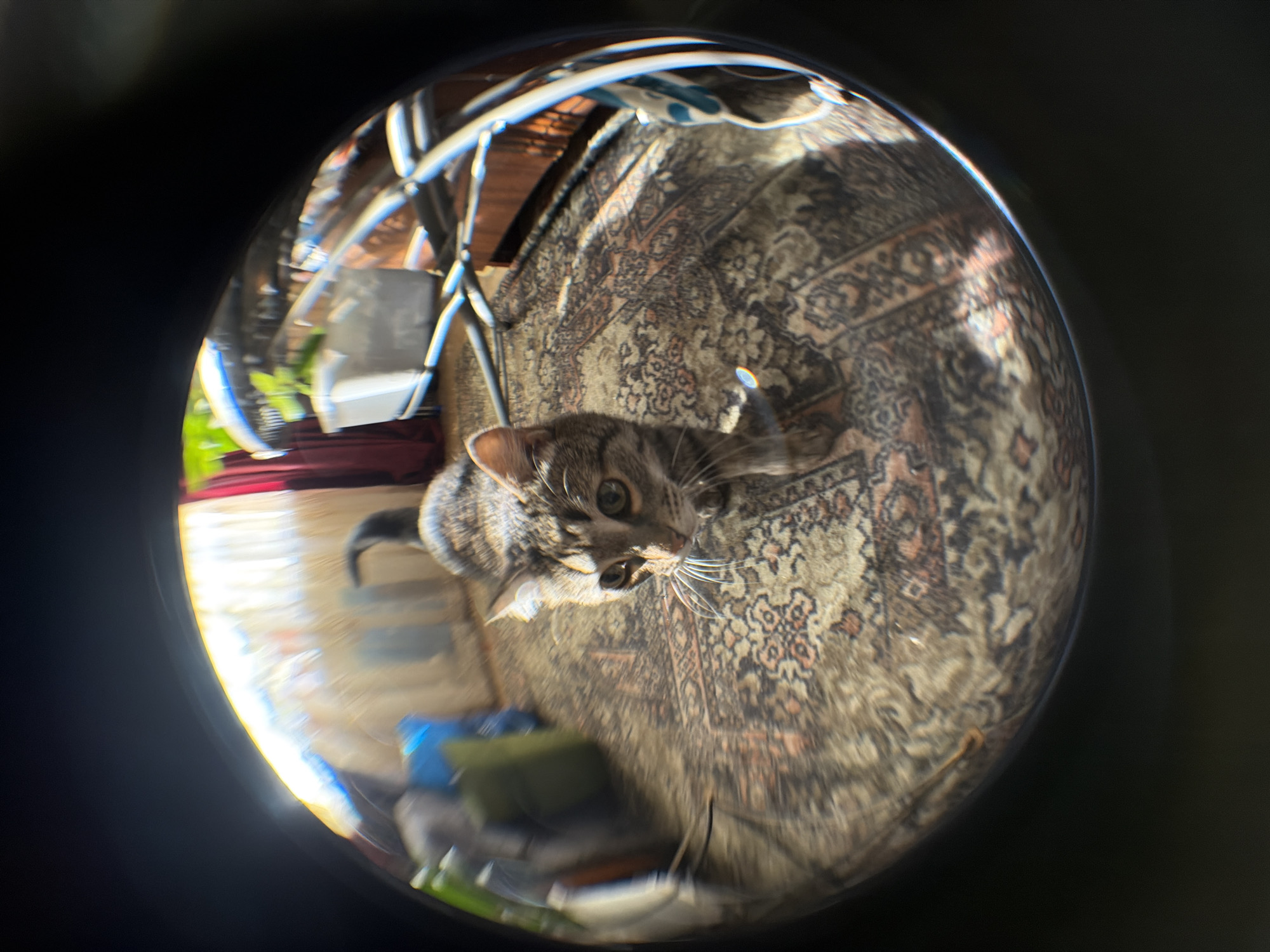 A cat is centrally positioned, looking directly up into the lens of what appears to be a fisheye lens camera. The cat is standing on an oriental-style carpet. Behind the cat are blurred images of what seems to be a porch area with plants and furniture. The location is not evident from the image.