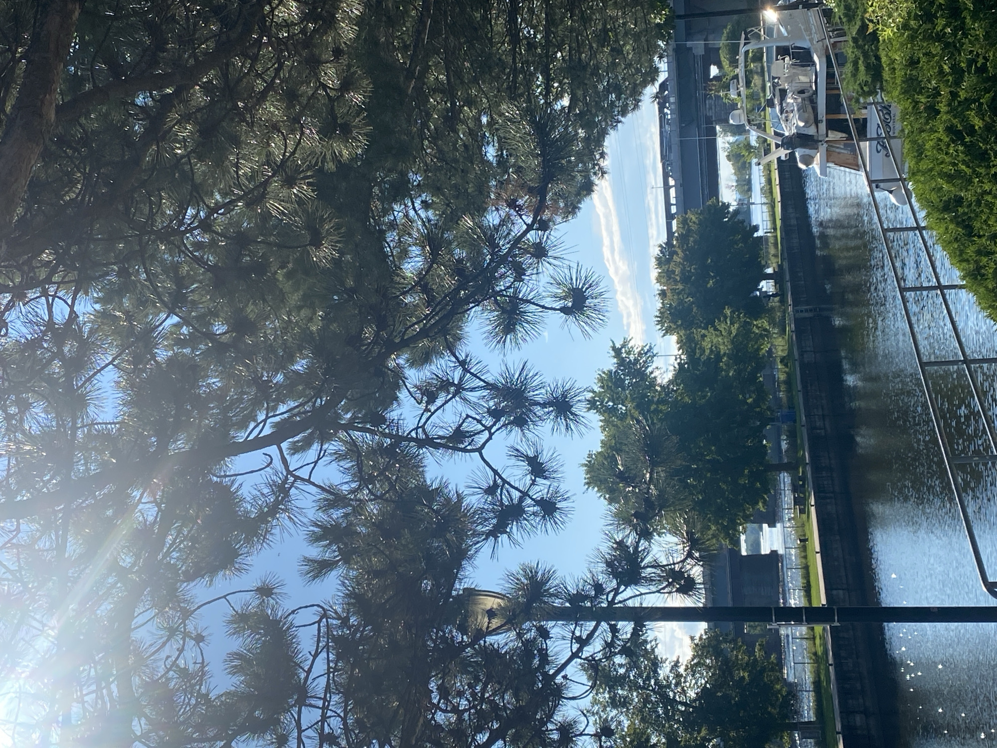 A bright, sunny day with dappled light filtering through the pine branches. The foreground is dominated by the dark green needles of a pine tree, obscuring much of the view. Beneath the branches, a calm, dark blue body of water reflects the sunlight in shimmering patches. A black lamppost stands vertically on the left side of the frame, its light fixture covered by a translucent shade. On the far bank of the water, a concrete retaining wall is visible, with a grassy area beyond it. Several mature green trees line the far bank. In the distance, a large, grey concrete bridge spans the water. A white motor yacht is docked on the right side of the waterway, its name "Zodiaque" and "MONTREAL" visible on its stern. The sky is a clear blue with some wispy white clouds. The scene depicts a tranquil waterside setting in Sainte-Anne-de-Bellevue, Canada, likely a canal or riverfront area.