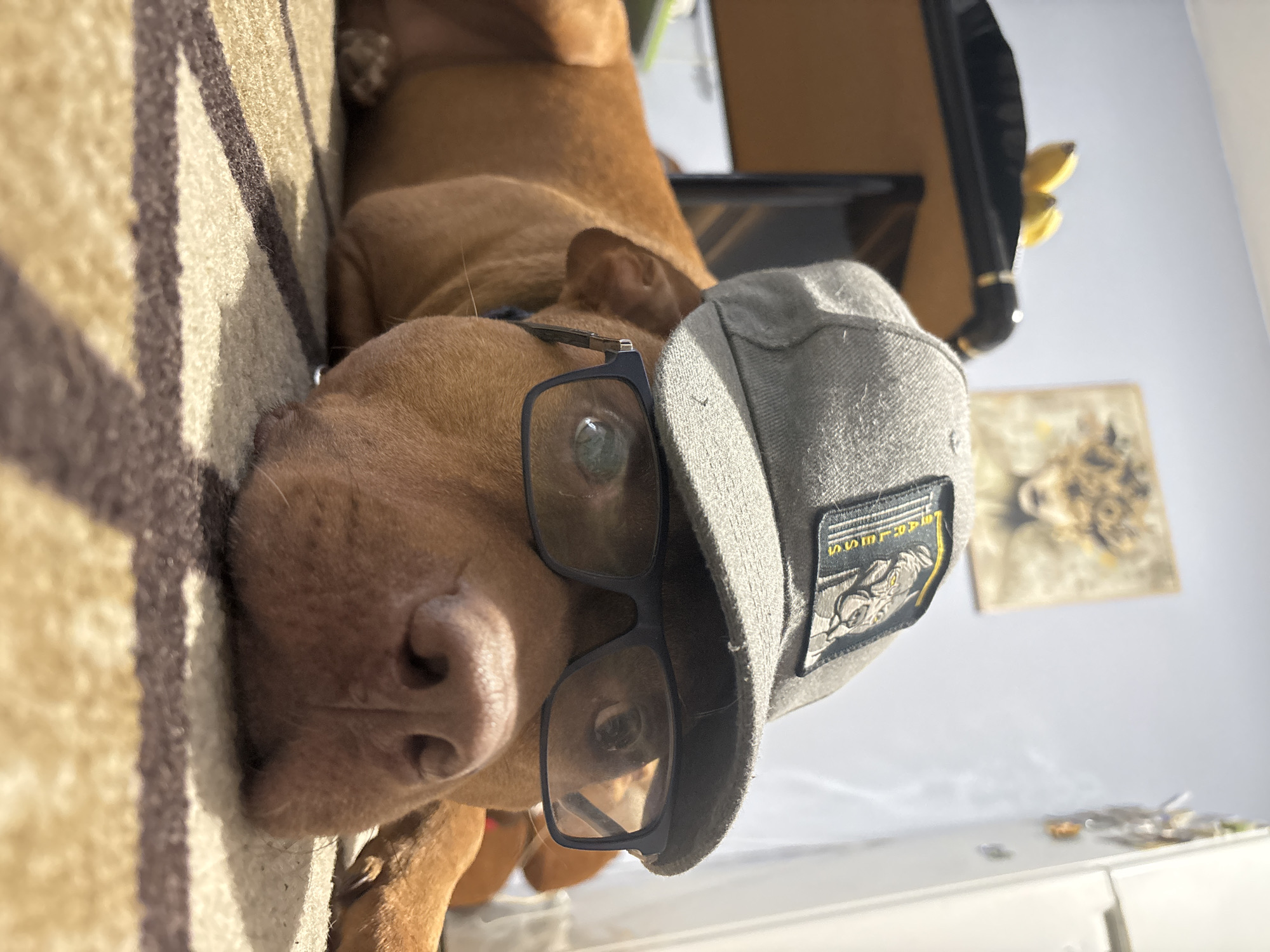 A humorous, low-angle portrait captures a short-haired, reddish-brown dog lying on a textured, striped surface and looking directly at the camera. The image, presented vertically, focuses on the dog's head, which is comically adorned with black-framed glasses resting on its snout. Reflections of ambient light are visible in the lenses. A grey baseball cap is worn playfully askew on its head, featuring a distinct black and yellow patch on the side. The patch displays stylized yellow text, appearing to read "SSMEET" or similar, above an illustration of an animal head, possibly a wolf or fox, with prominent fangs.
The dog's large, wet nose and one eye are clearly in focus, and its short, smooth fur is visible. The background to the left shows a beige and brown striped carpet or upholstery surface. To the right and above the dog's head, a white wall is visible, along with a blurry, framed artwork hanging and a white cabinet partially seen below it. The scene is brightly lit by natural daylight, suggesting an indoor setting in Sofia, Bulgaria. The dog's expression is neutral, contributing to the amusing and human-like presentation.