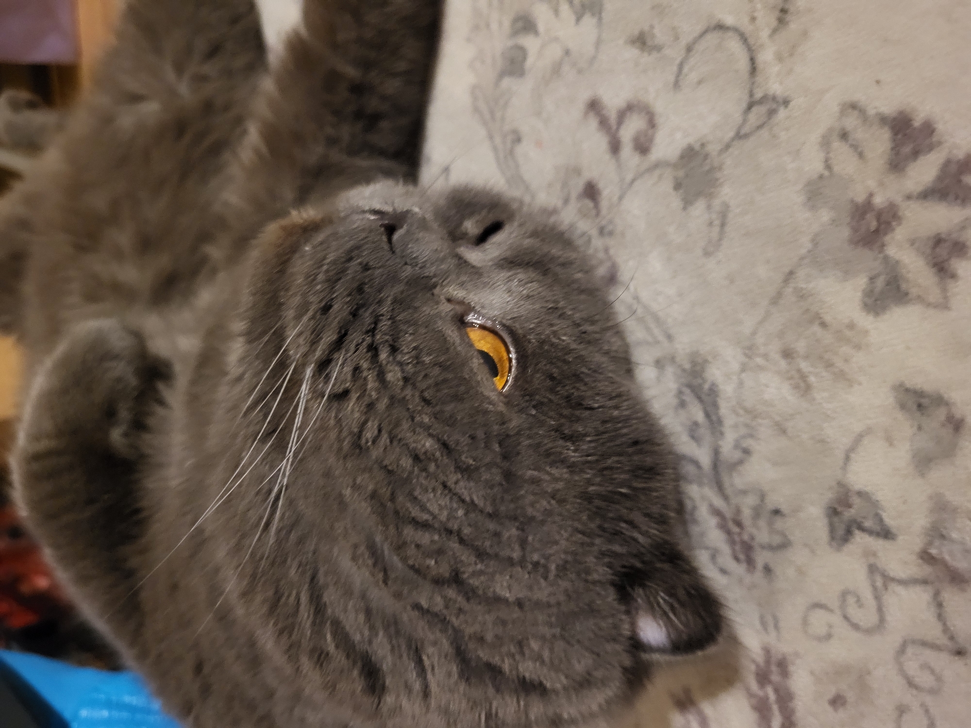 A close-up, low-angle shot shows a fluffy, grey British Shorthair cat lying on its back on a patterned rug. The cat's body is curled, and its head is tilted to the side, revealing a bright orange eye with a slit pupil. The cat's fur is dense and appears soft. The rug beneath it has a light-colored background with a subtle floral or decorative pattern in muted tones of brown and grey. The background of the image is out of focus, but suggests a domestic environment with some colorful objects visible, possibly furniture or toys. The scene appears to be indoors, in an urban or suburban setting, though the specific location is unknown.
